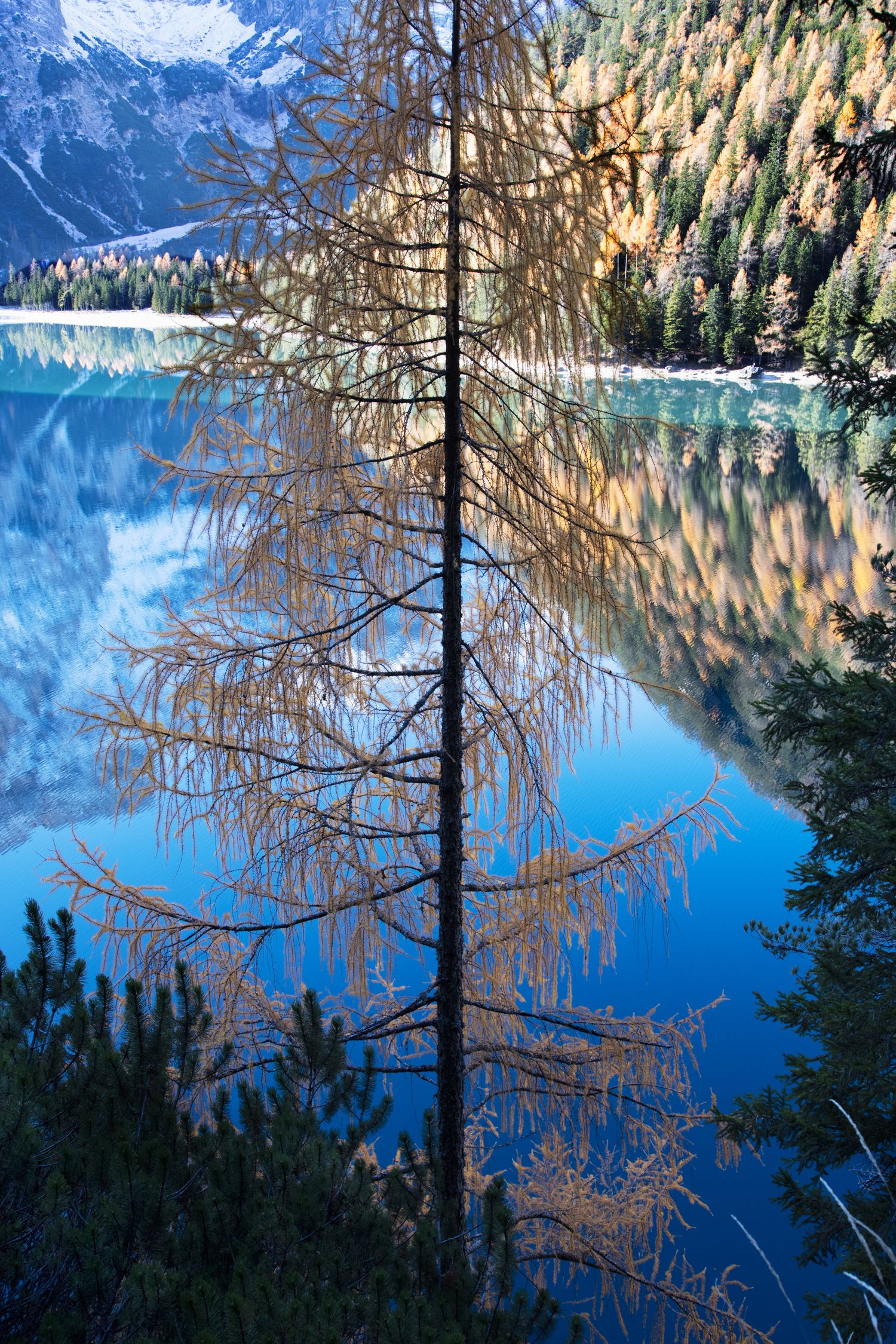 Autumn larch tree reflected in a crystal-blue alpine lake surrounded by colorful forest and snow-capped mountains.