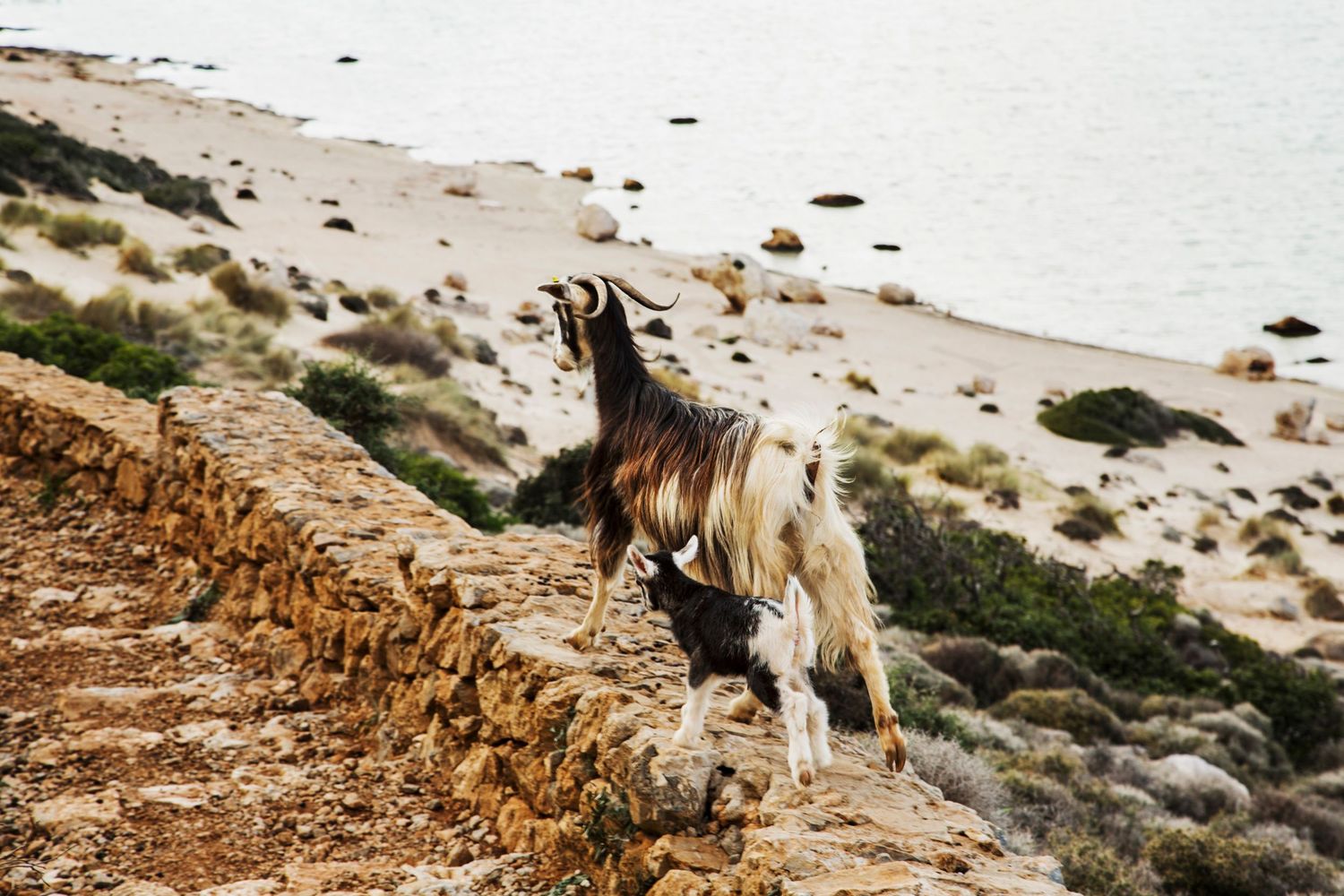 Dog walking along a stone wall on a rocky beach shoreline.