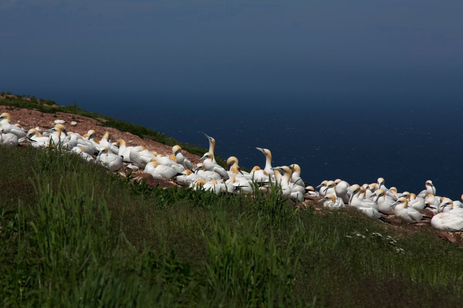 Colony of northern gannets perched on rocky cliffs overlooking the ocean.