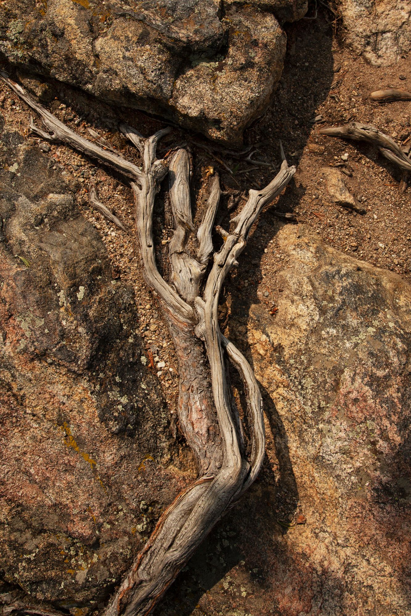 A sequence of weathered driftwood pieces arranged against a textured brown rocky surface in natural lighting.