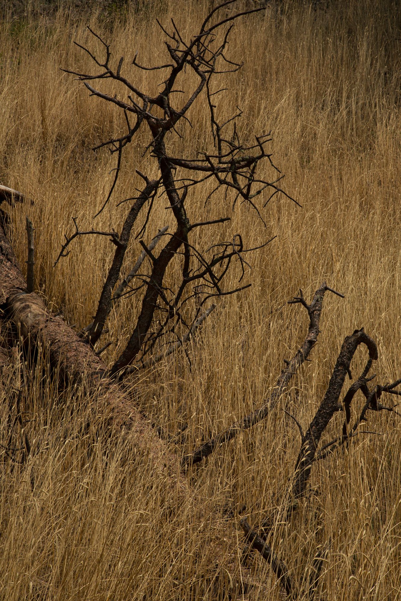 Dried brown grass field with twisted bare tree branches creating a moody natural landscape in sepia tones.