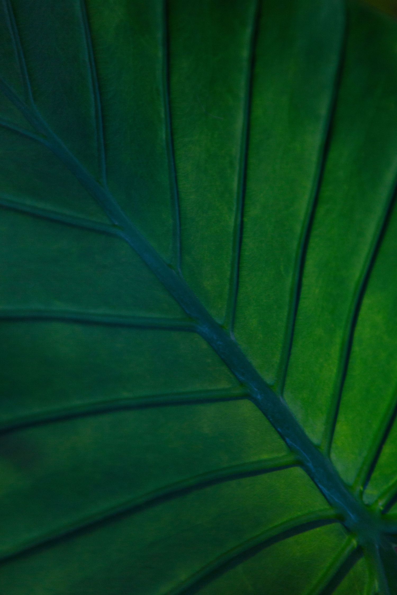 Macro shot of a bright green leaf showing detailed vein structure and texture.