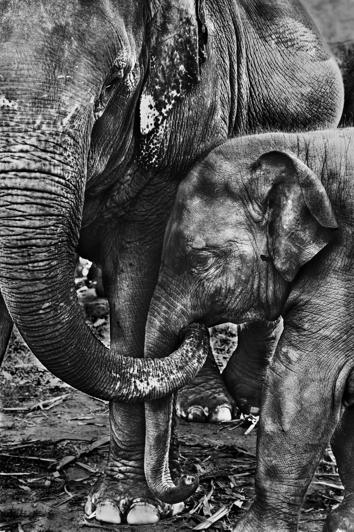 Two elephants nuzzle each other affectionately in a dramatic black and white close-up photograph.