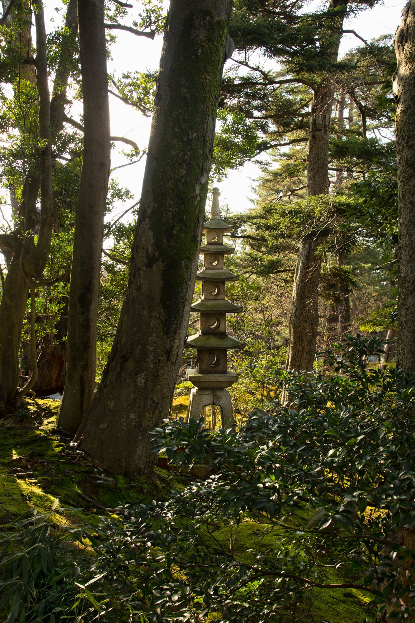 Sunlit forest path through tall pine trees with traditional stone lanterns.