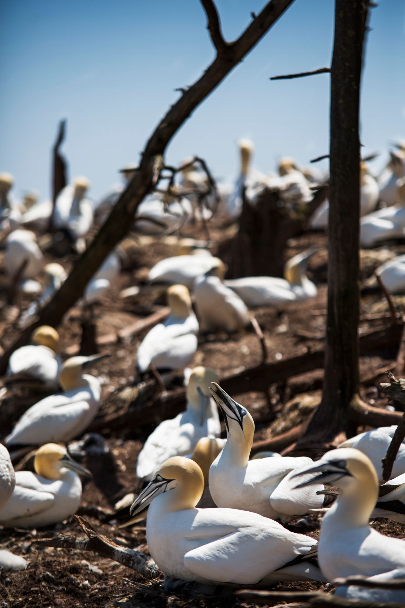 Colony of gannets nesting on ground with tree branches casting shadows.