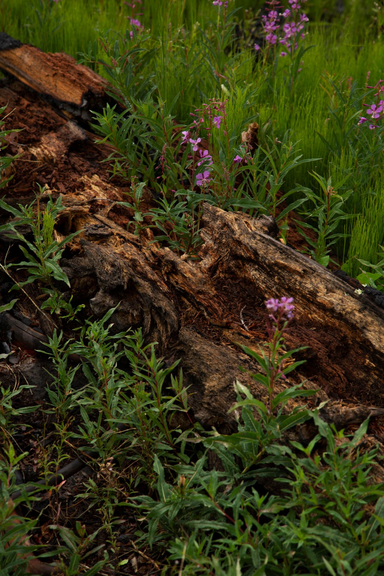Pink wildflowers bloom beside a fallen log in a lush green forest setting.