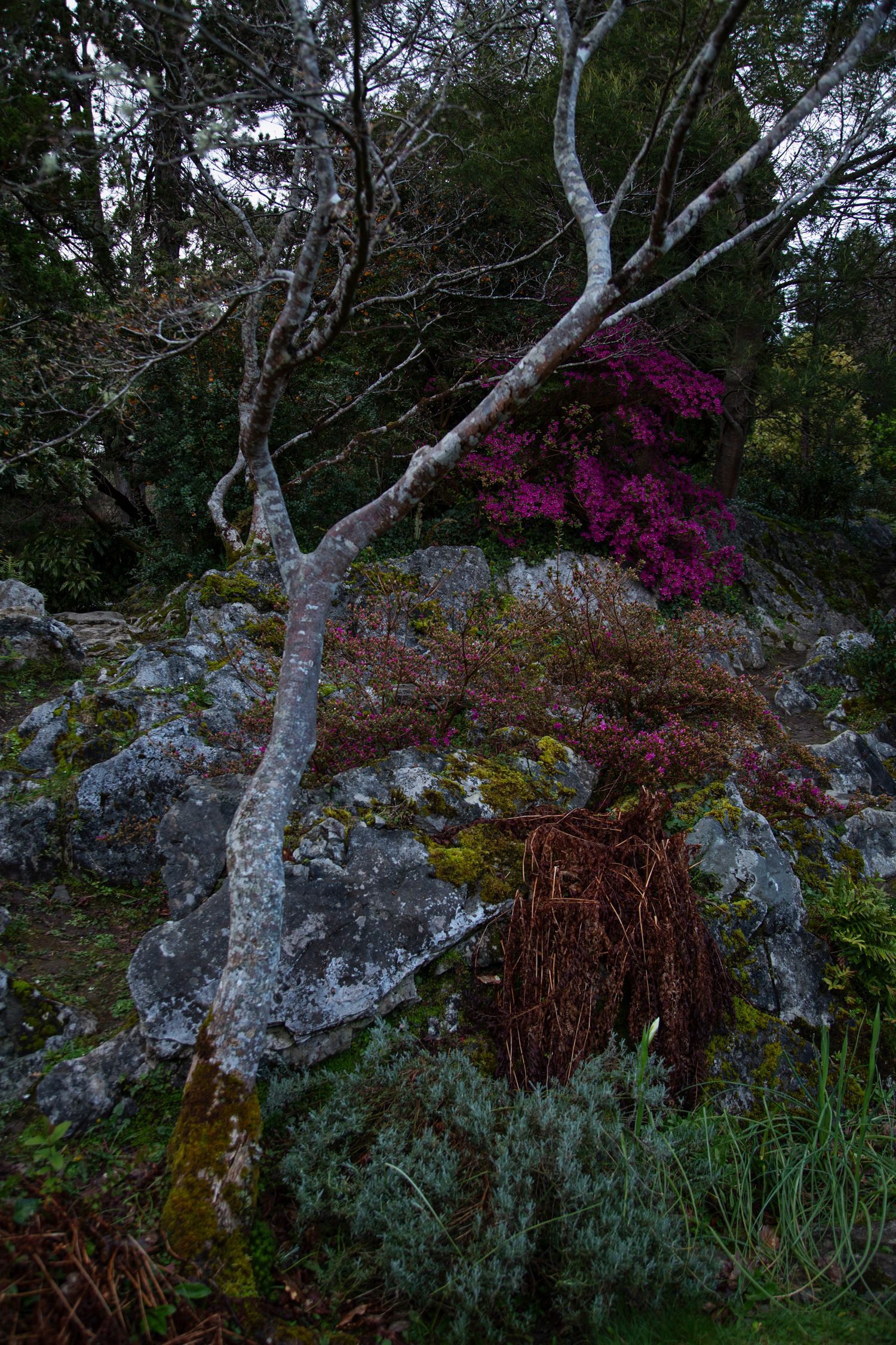 Pink bougainvillea flowers bloom against weathered rocks and birch trees in a natural garden setting.