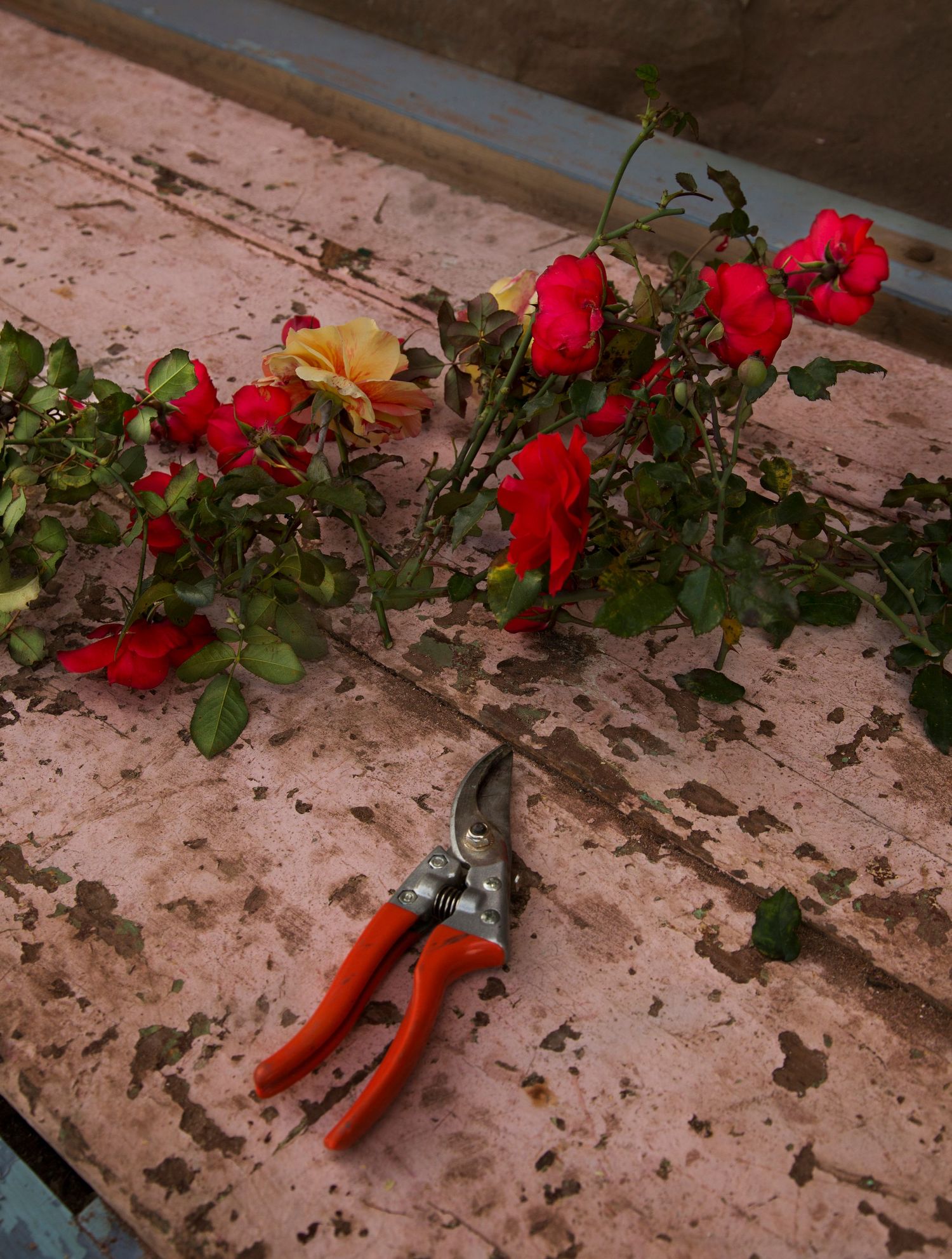 Vibrant red roses and pruning shears rest on a weathered pink surface.