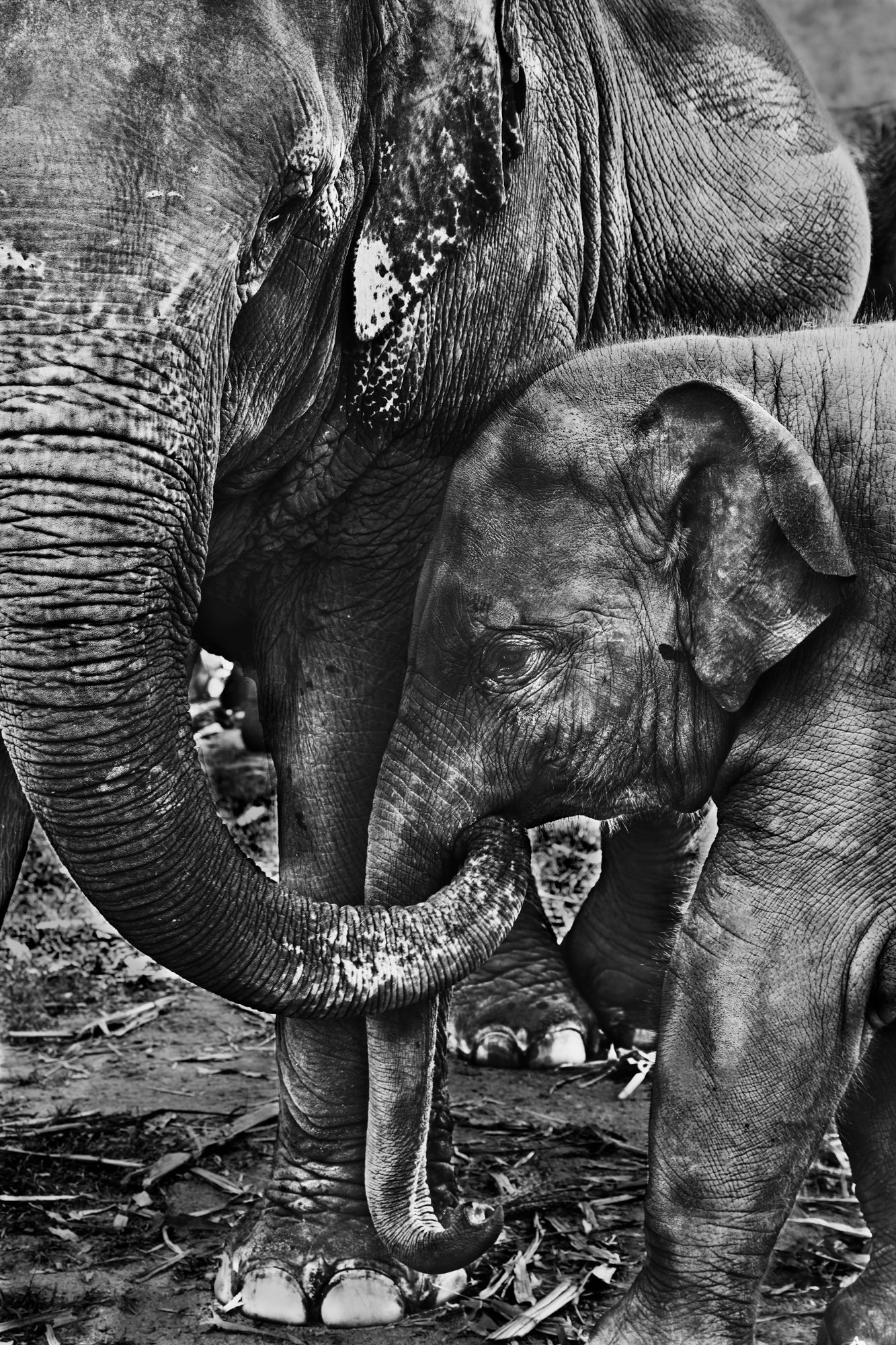 Close-up black and white photograph of elephants bathing in water.