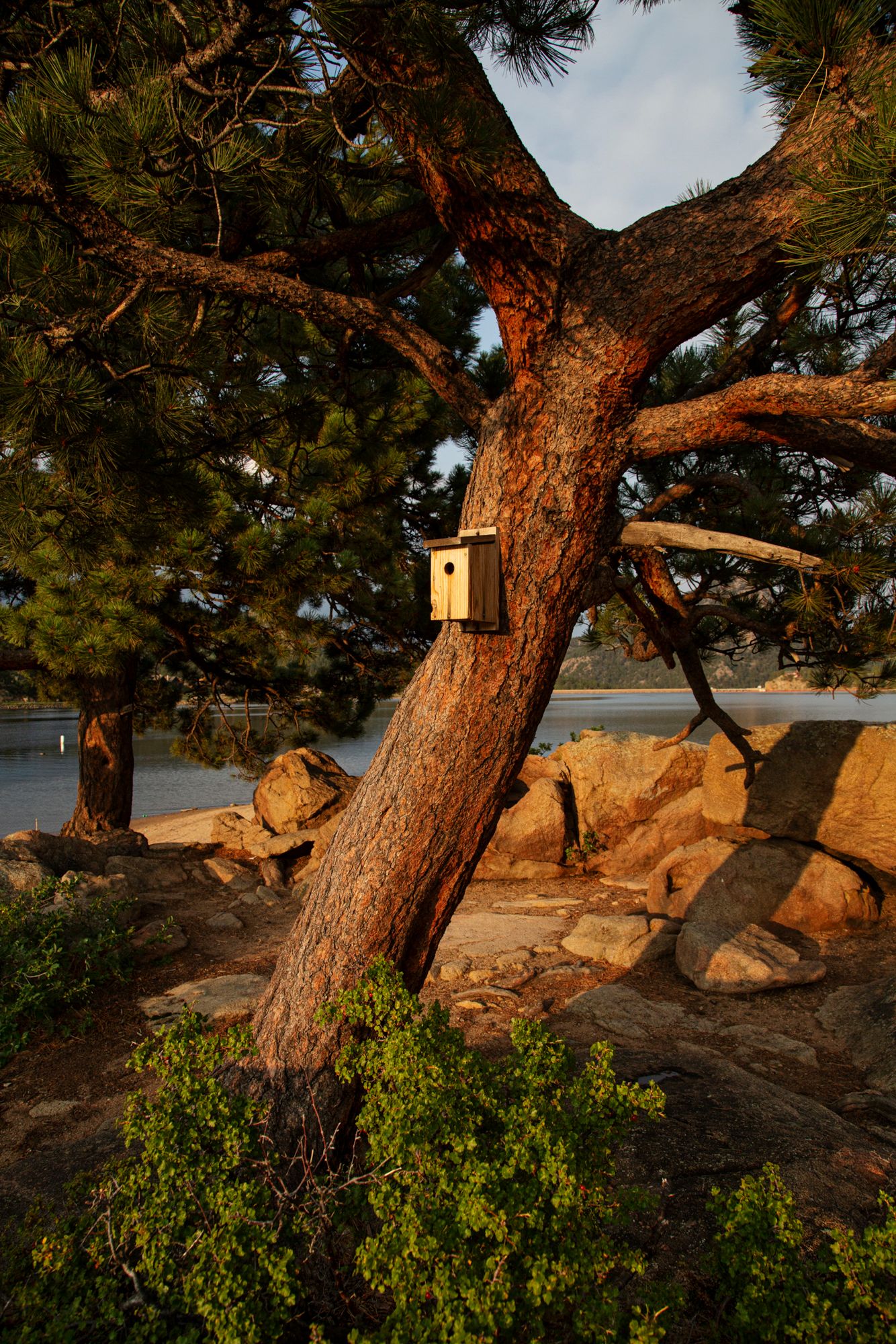 A wooden birdhouse mounted on a weathered pine tree trunk against a scenic lakeside setting at sunset.