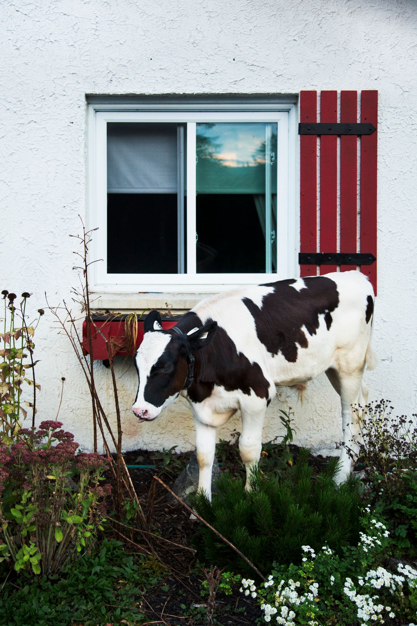 Black and white Holstein cow standing beside white building with red trim.