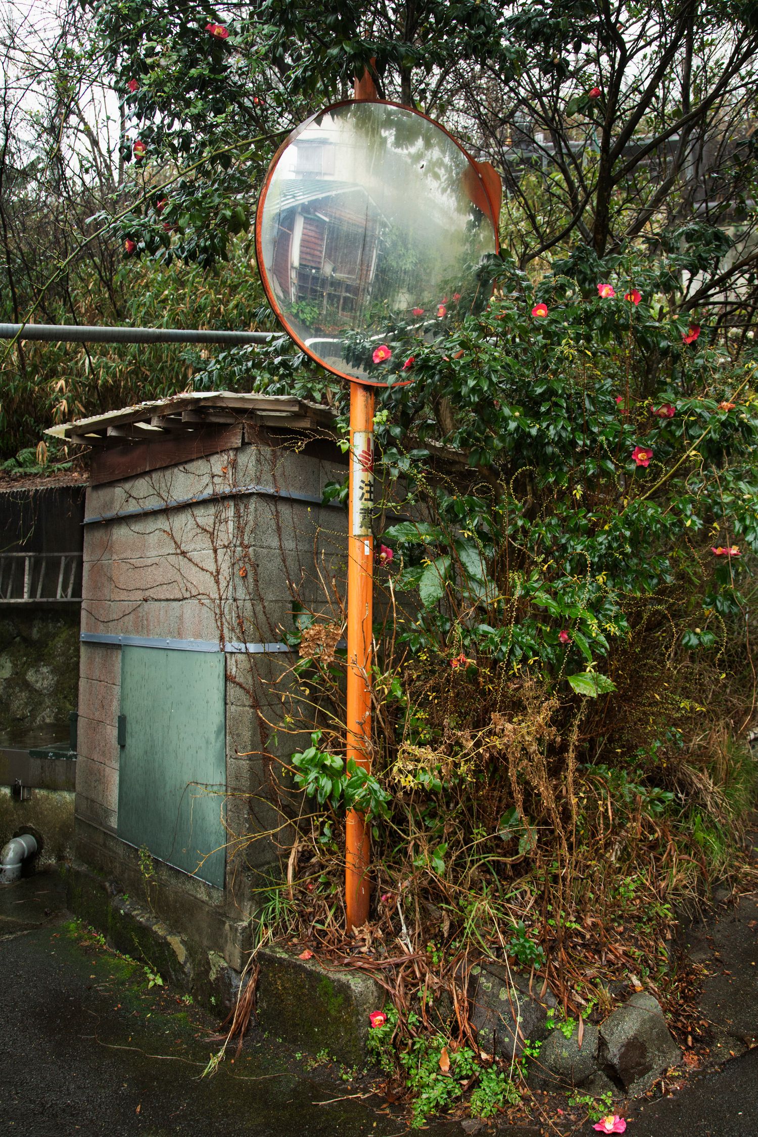 Rustic garden scene with old sheds and street lamps among overgrown vegetation.
