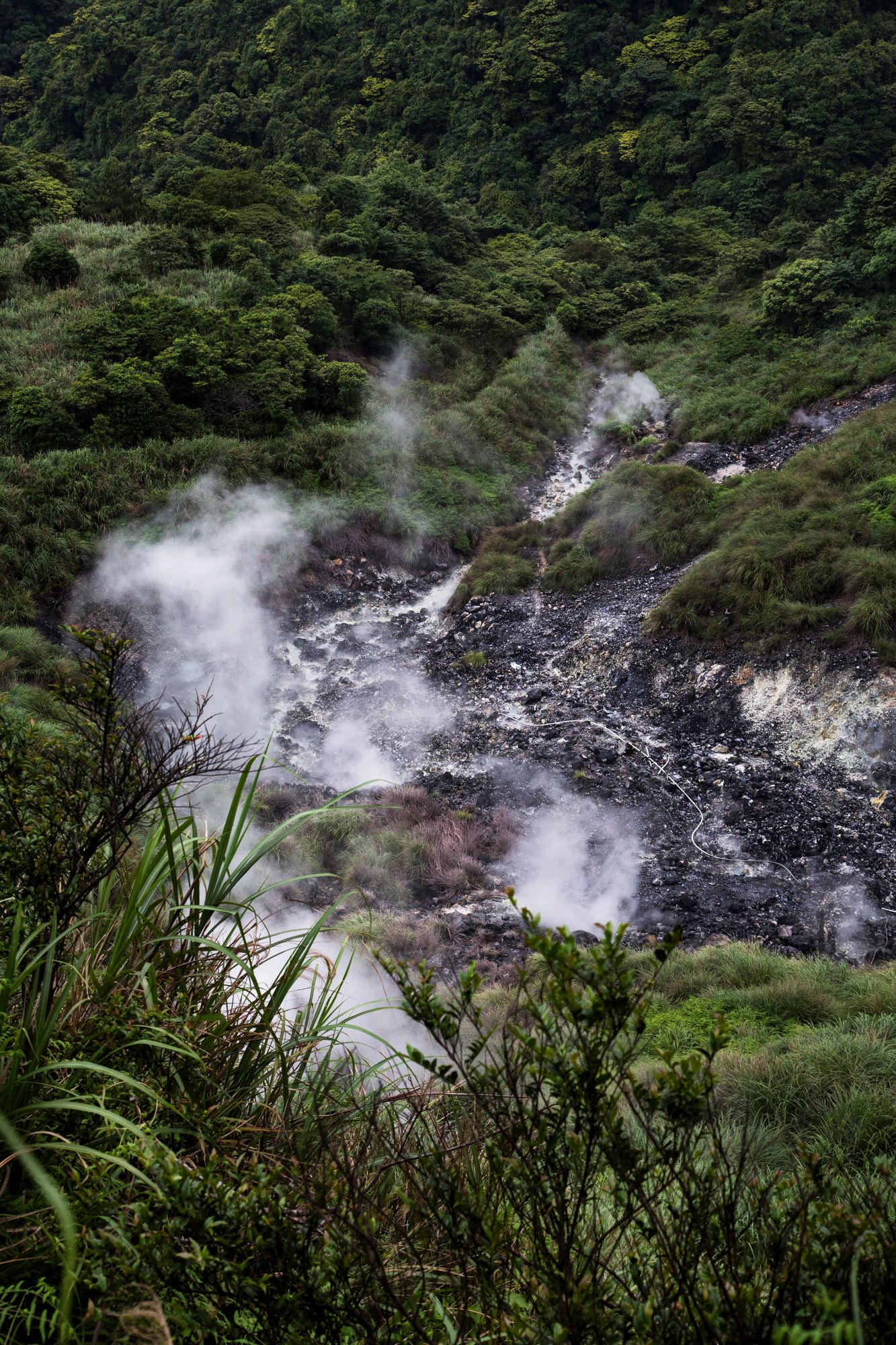Steaming geothermal vents and hot springs amid dense forest vegetation.