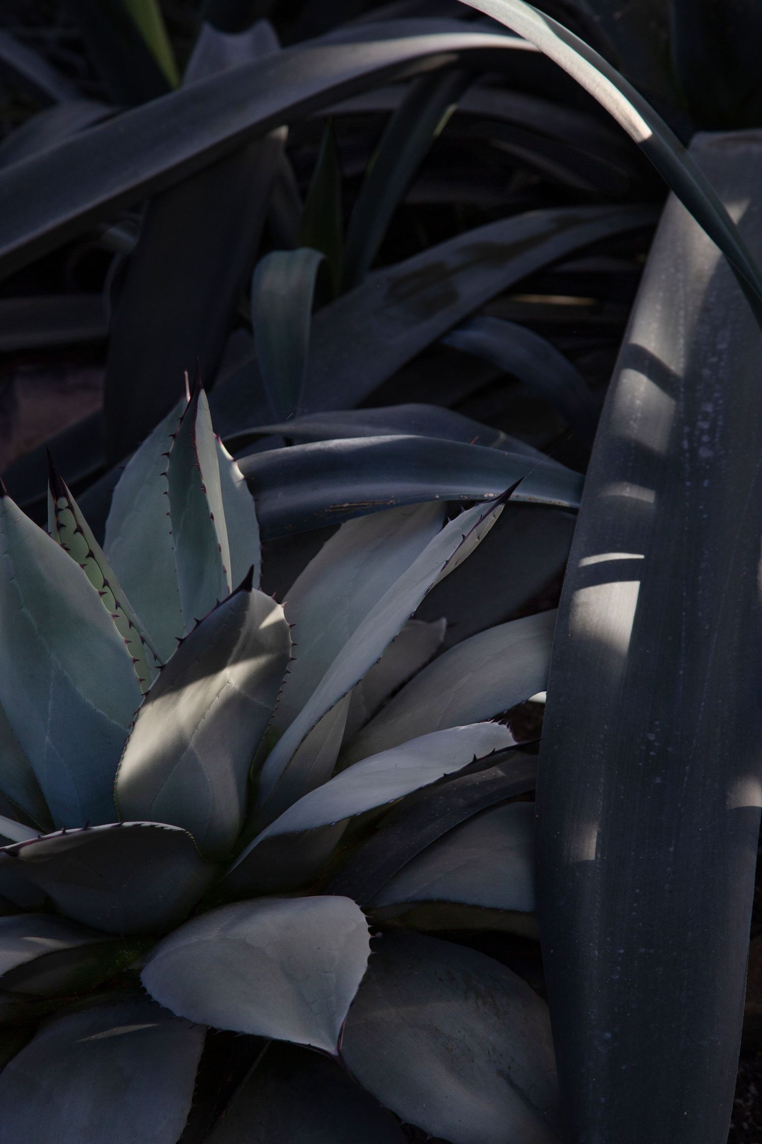 Abstract pattern of sharp metallic gray leaves creating dramatic shadows and angles.
