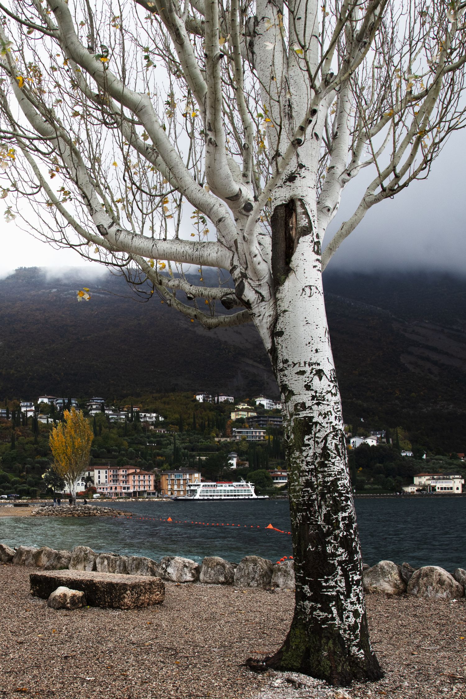 A bare white birch tree stands on a rocky lakeside shore with mountains and a village in the background.