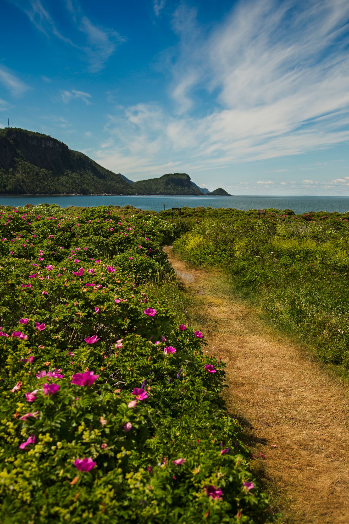 Winding dirt path through blooming pink wildflowers with mountains and ocean in the distance.