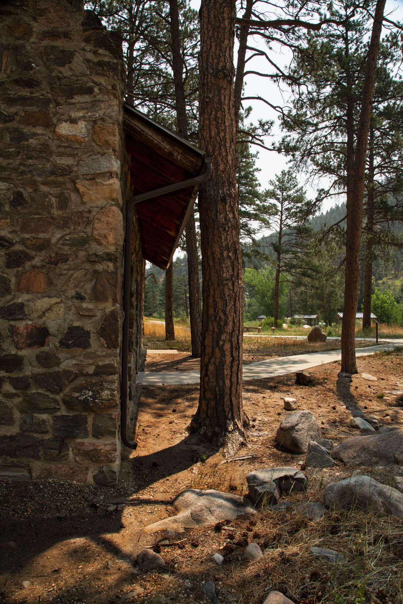 Stone wall and pine trees create a rustic forest path with dappled sunlight filtering through the branches.