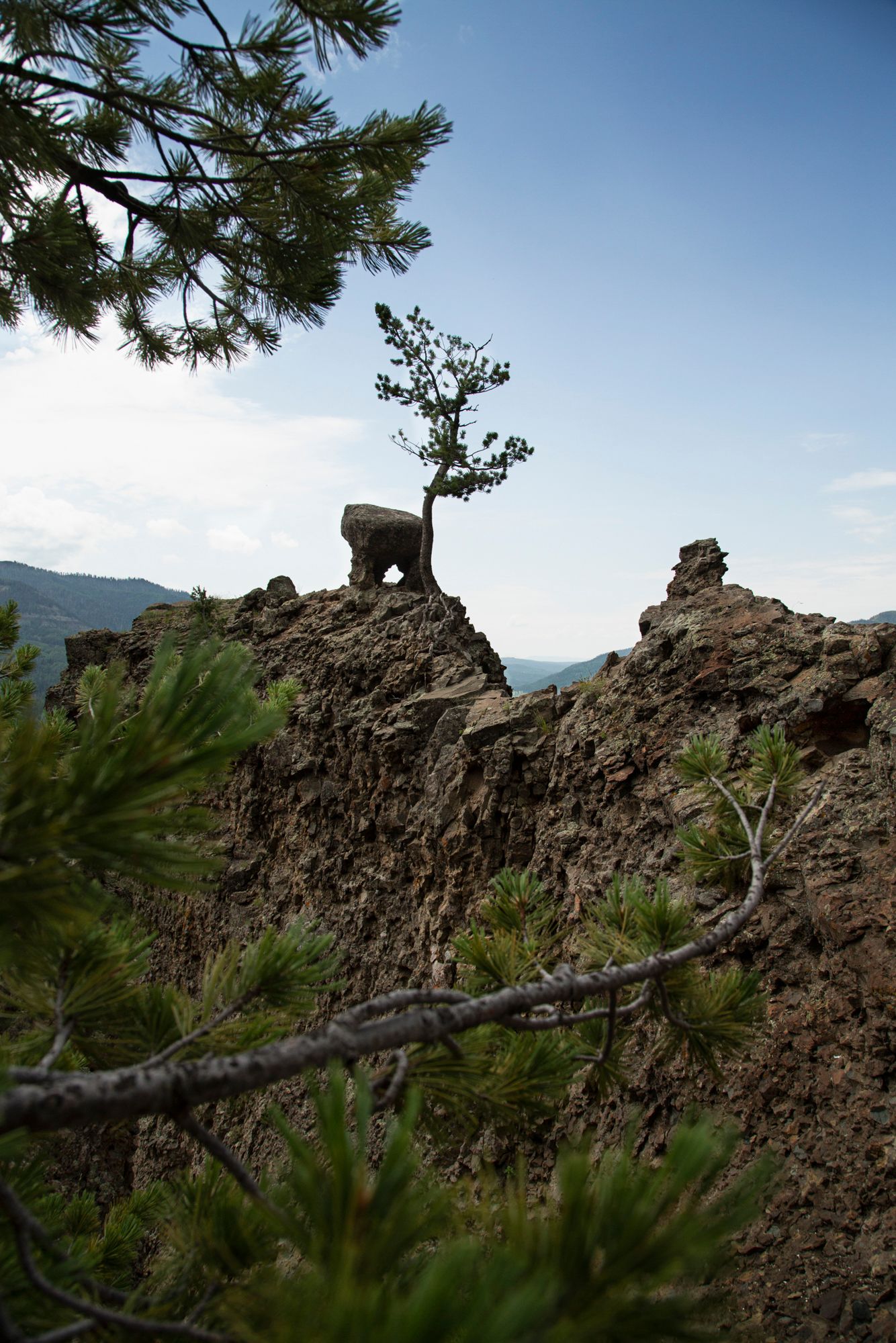 A mountain goat stands silhouetted atop a rocky cliff edge with evergreen branches in the foreground against a blue sky.