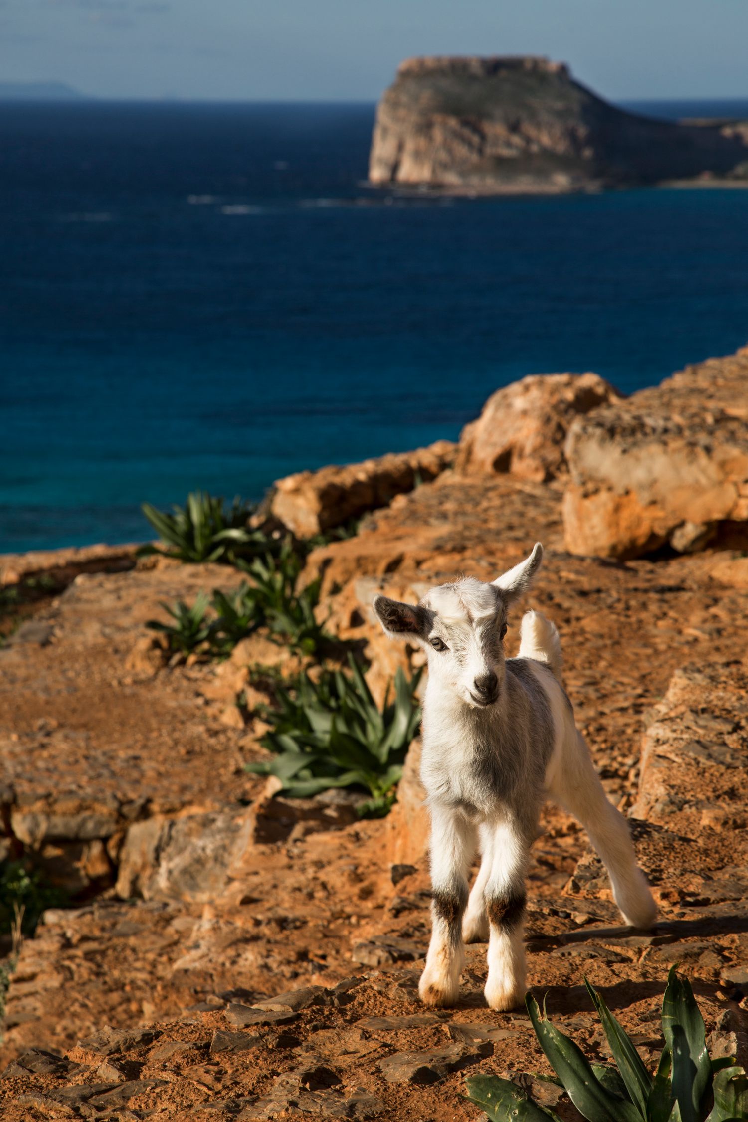 Baby goats explore rocky coastal terrain with turquoise ocean views in background.