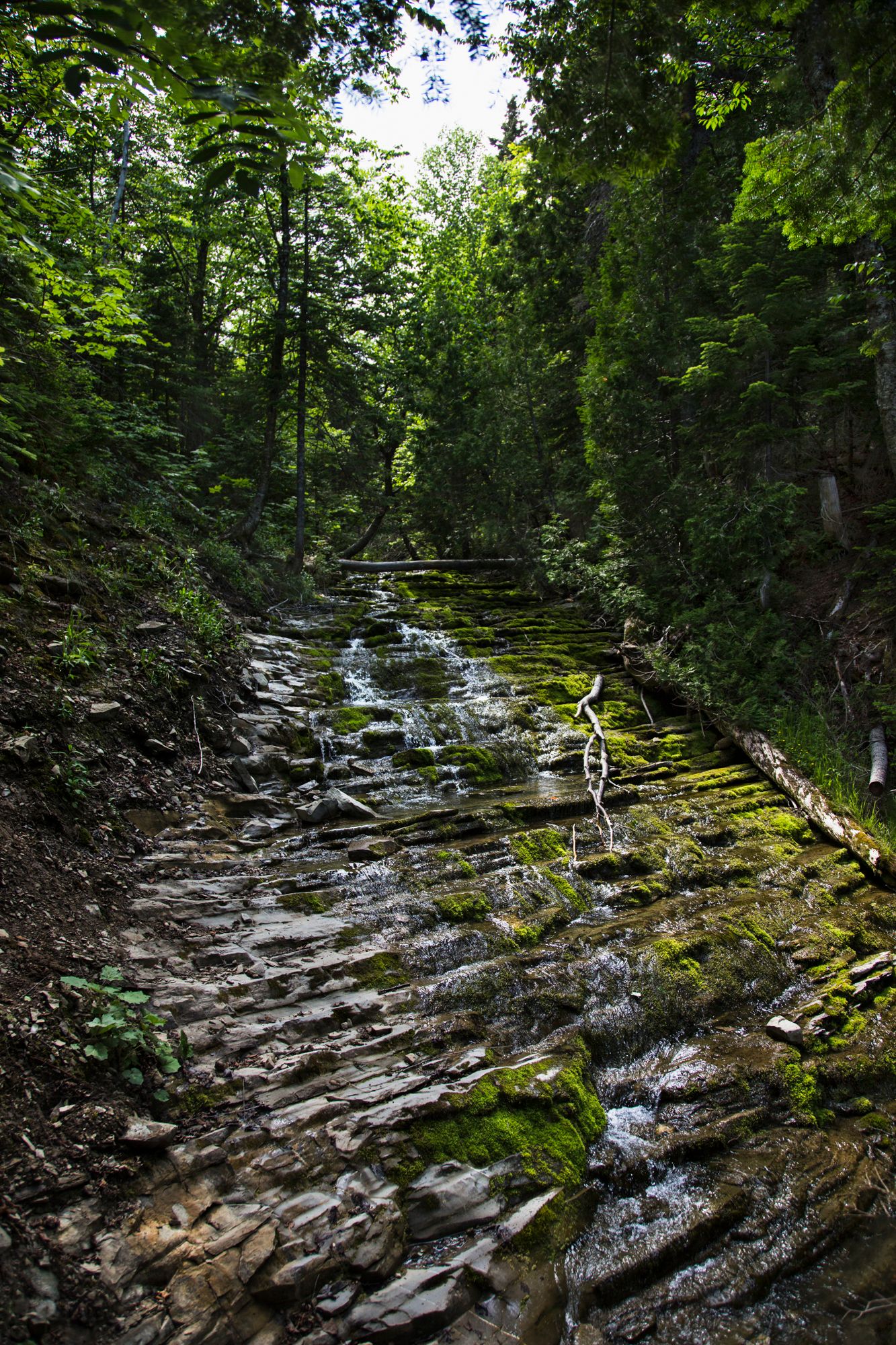 Rocky stream bed through lush green forest with moss covered stones.