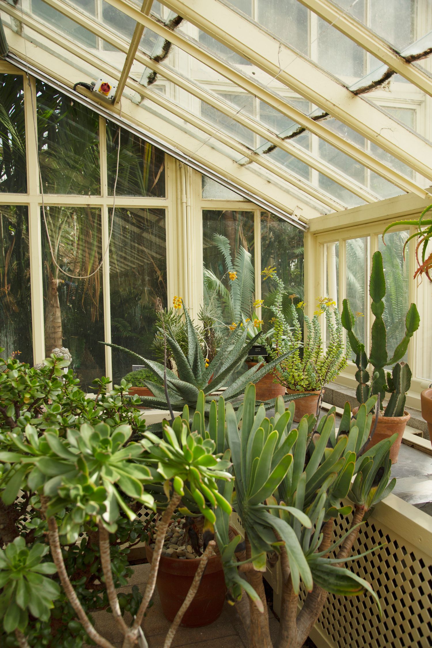 Interior of greenhouse with tropical plants and succulents arranged along glass walls.