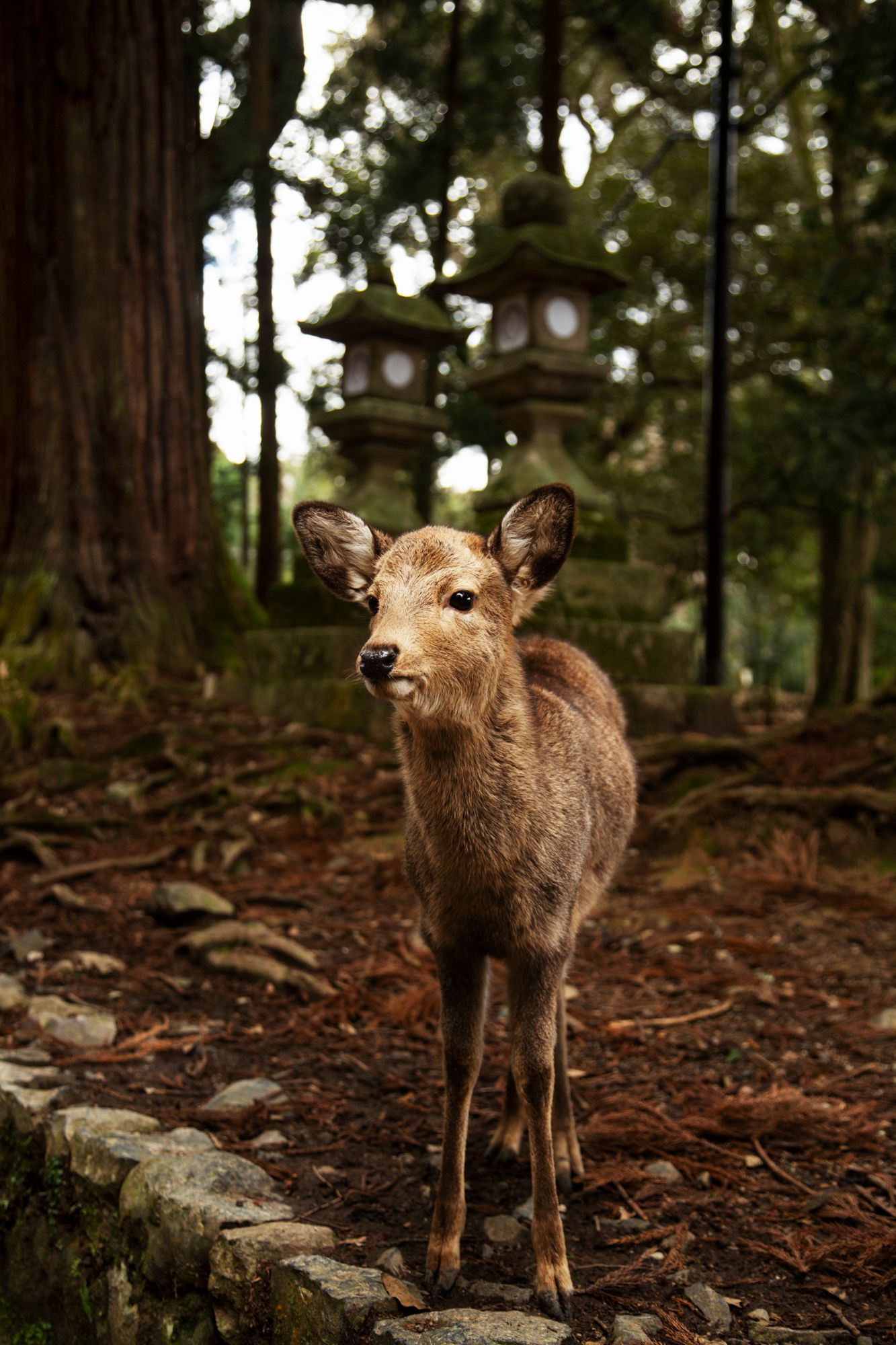 Young deer standing on forest floor looking curiously at camera among stone lanterns.