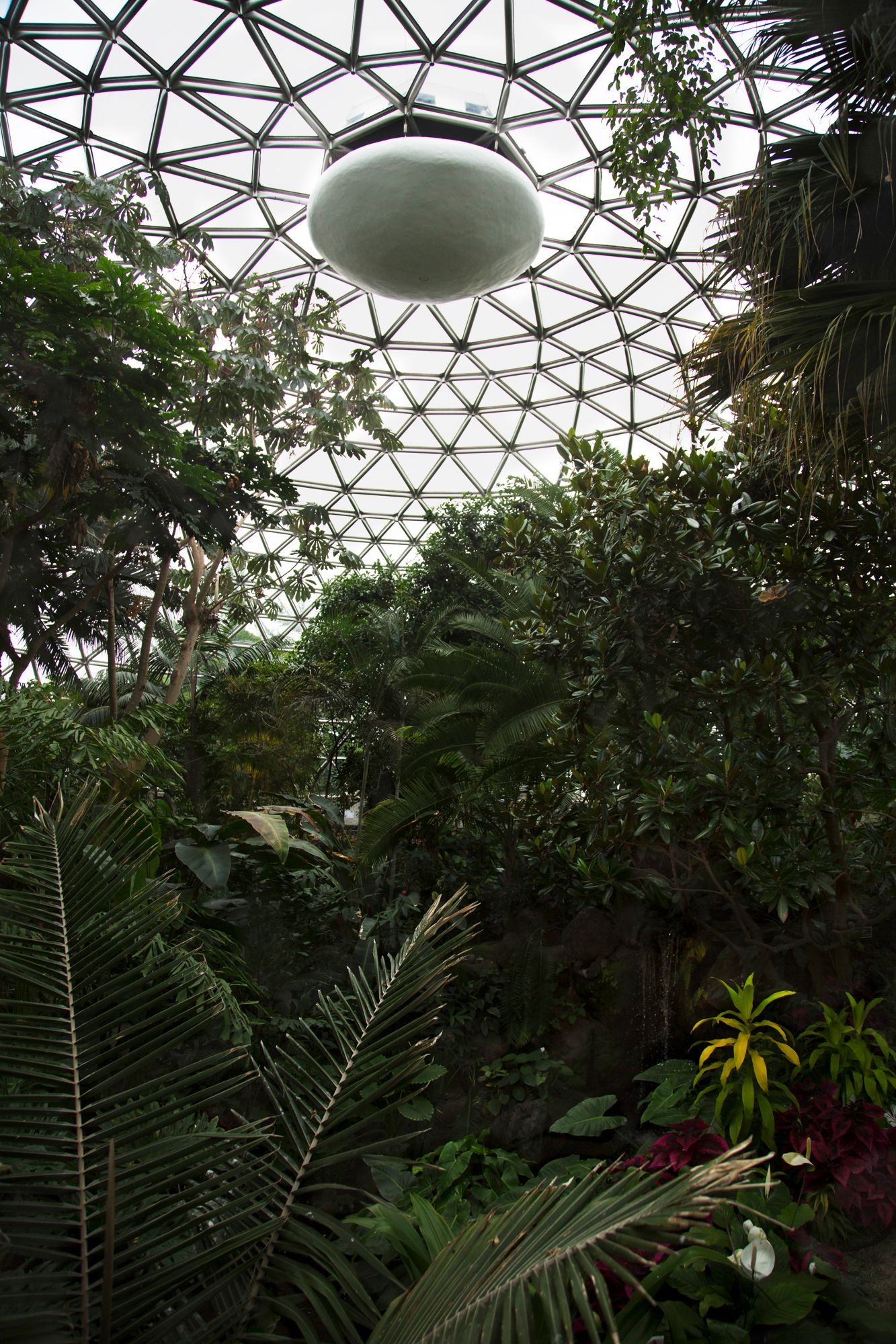 Geometric glass dome ceiling in a conservatory filled with lush tropical plants and palm fronds.