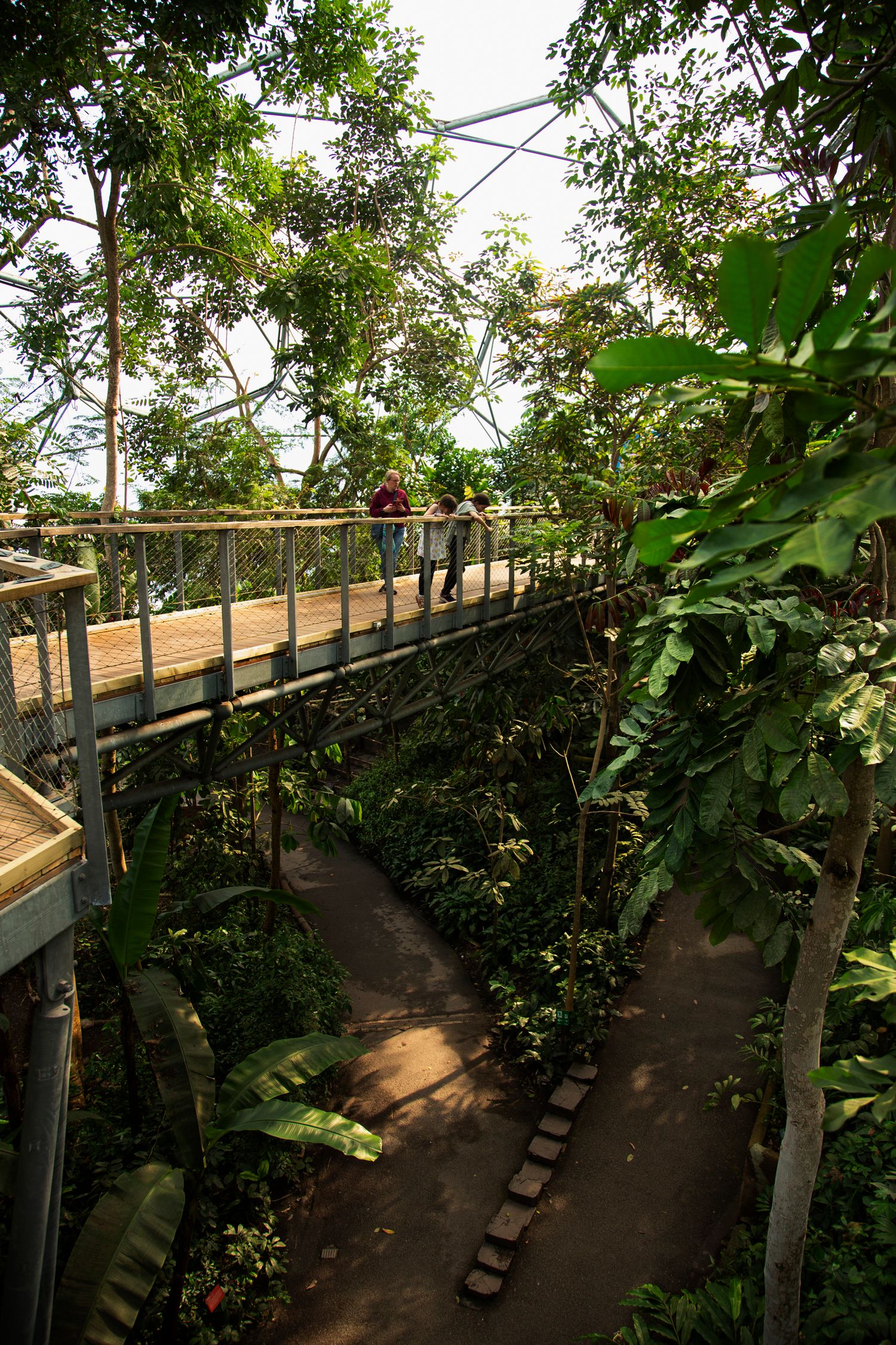 Elevated wooden walkway through a lush tropical canopy inside a greenhouse dome.