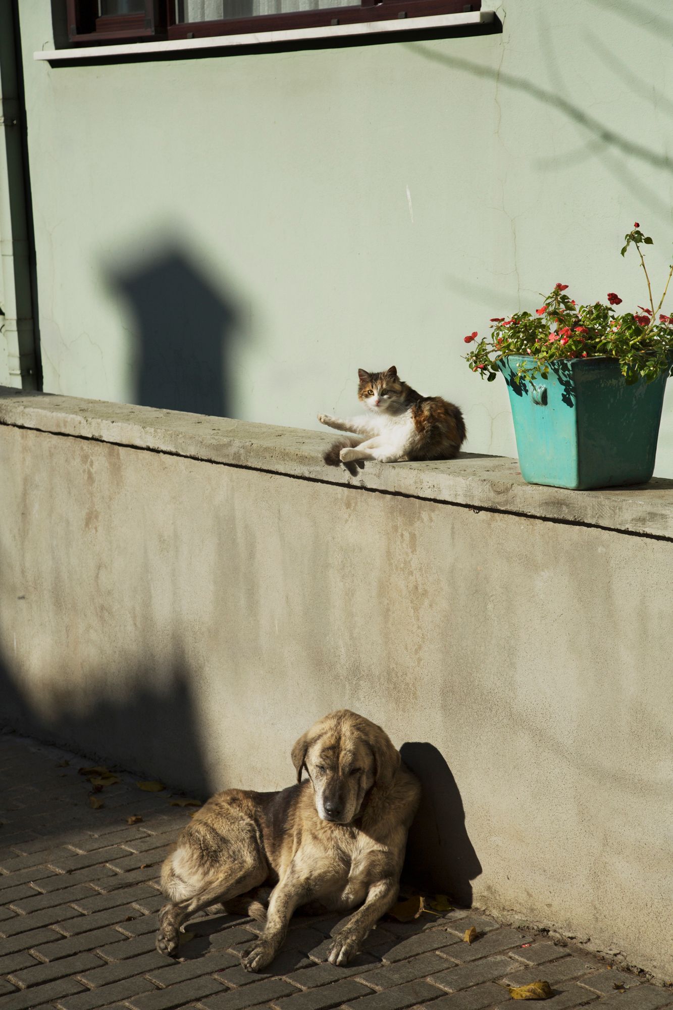 Cats lounging in the sunlight on a concrete wall near potted flowers.