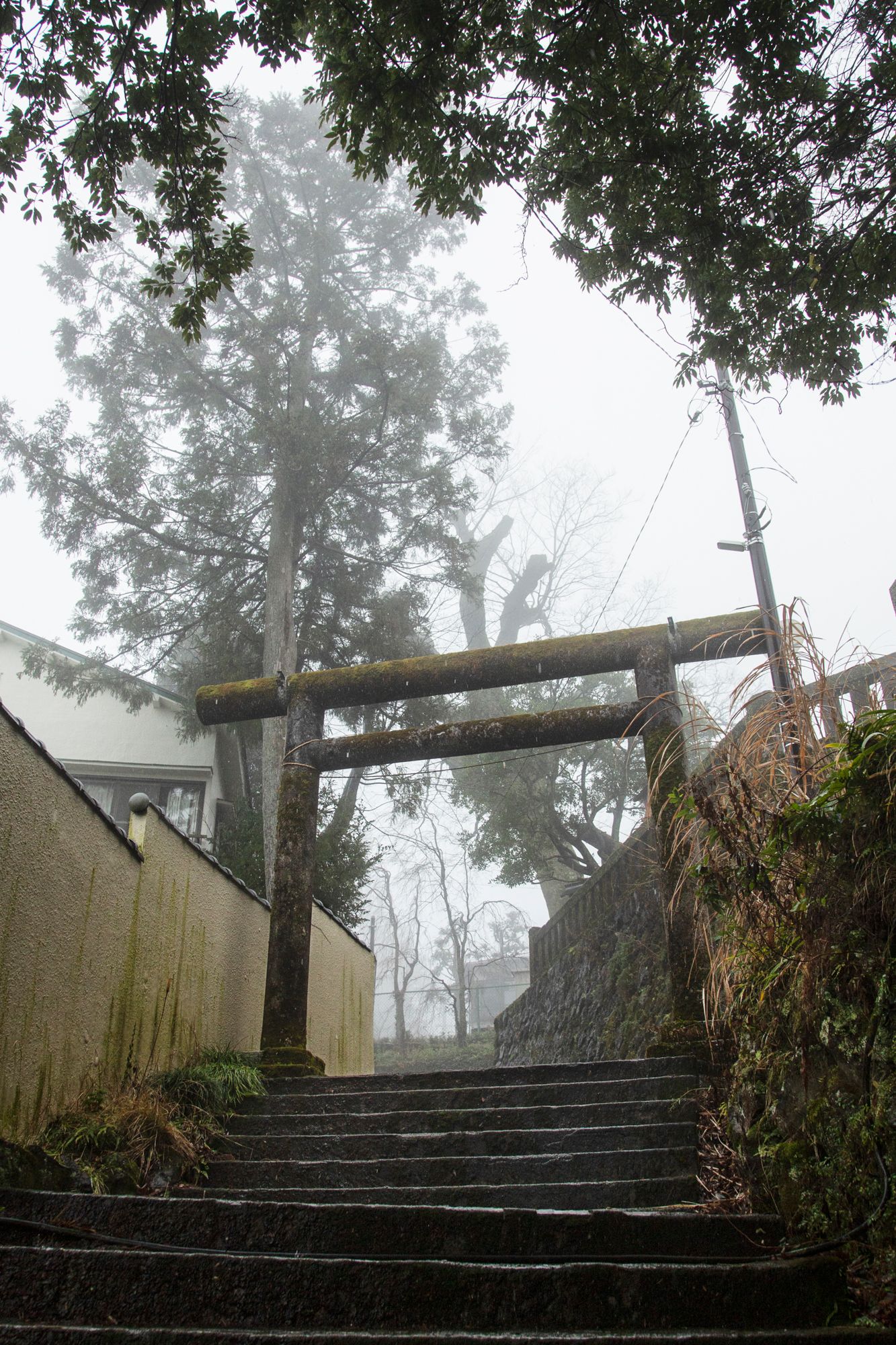 Stone steps leading to a misty Torii gate entrance surrounded by tall trees in Japan.