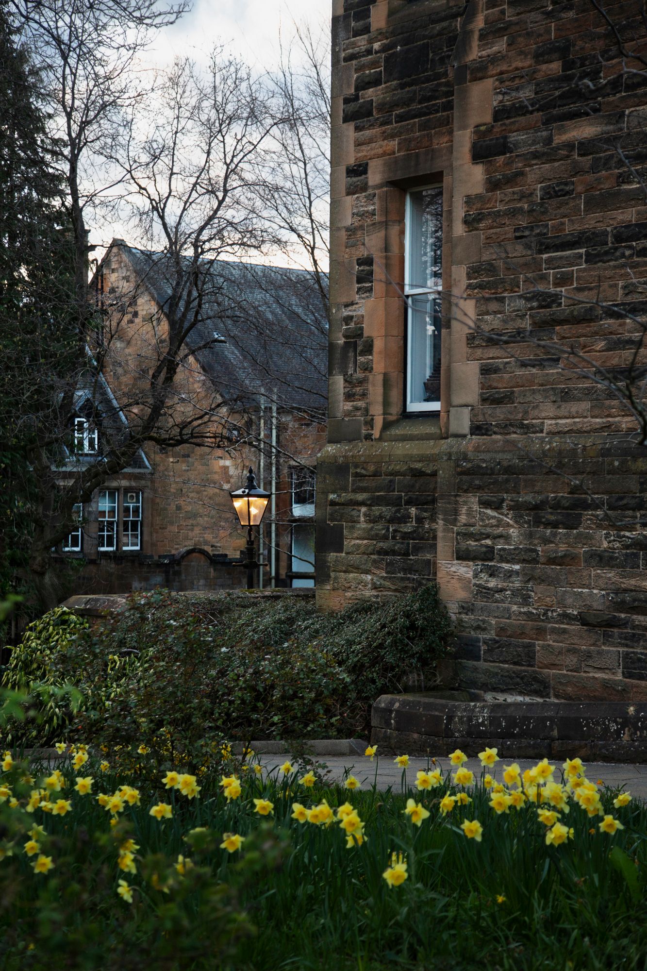 Stone buildings and architecture with blooming yellow daffodils in the foreground at dusk.