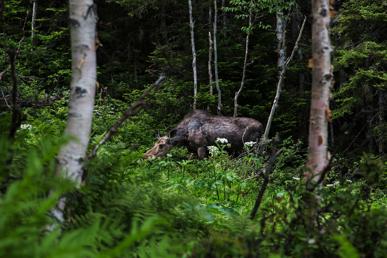 White birch trees in a lush forest setting with dense understory vegetation.
