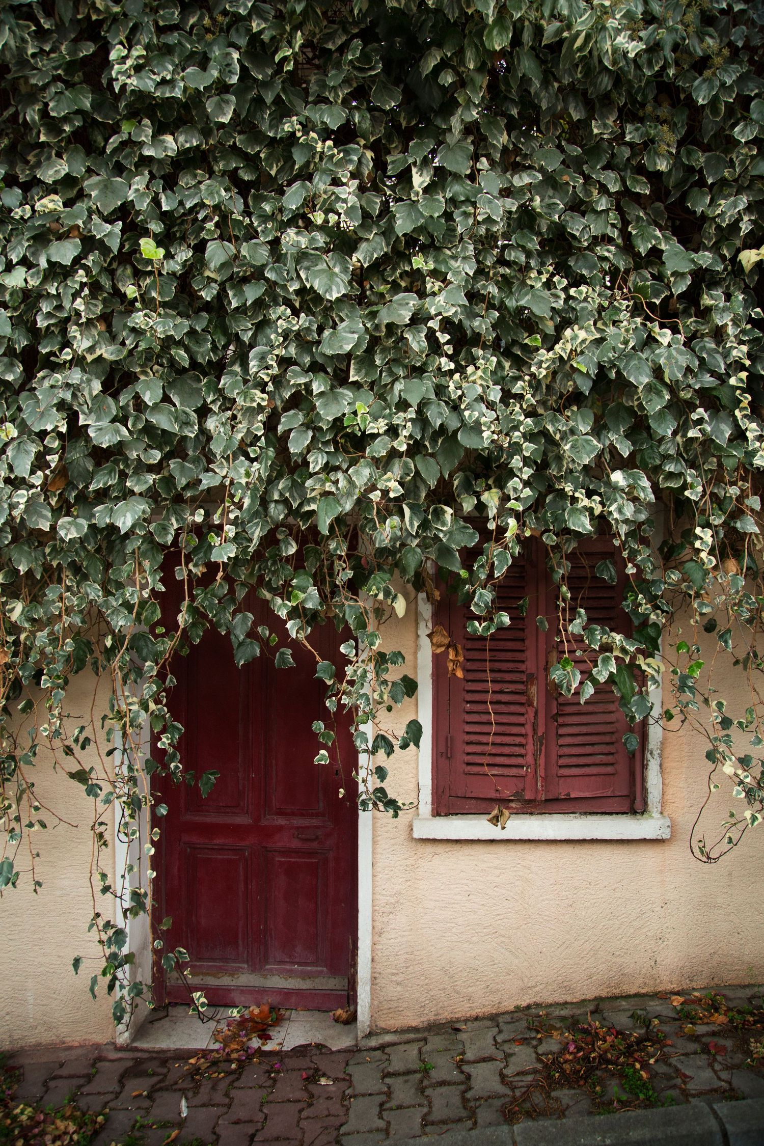 Lush green ivy cascading over cream-colored wall with burgundy shuttered windows.