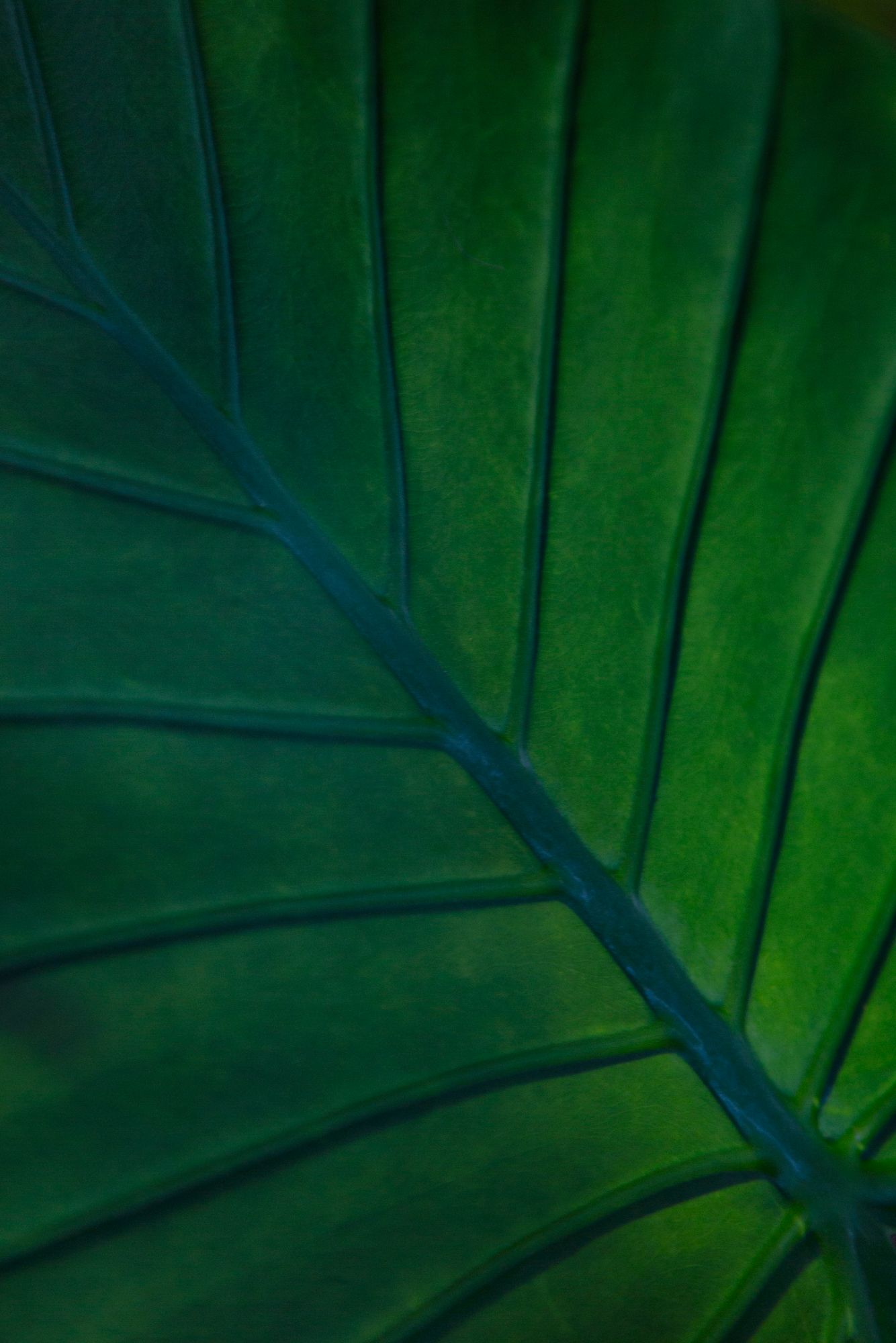 Close-up macro shots of green leaf veins creating abstract patterns in varying compositions against dark background.