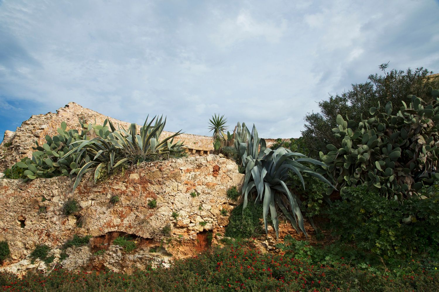 Rocky cliff face with large agave plants growing against blue sky.