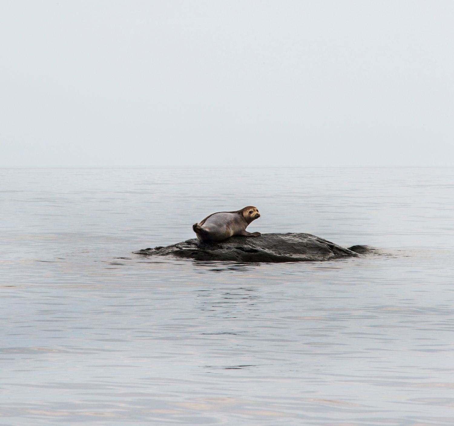 Seal resting on a rock in misty waters during overcast conditions.