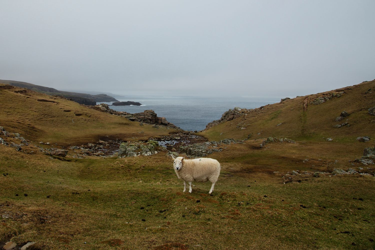 A panoramic coastal landscape with rolling green hills and white sheep grazing against a misty ocean backdrop.
