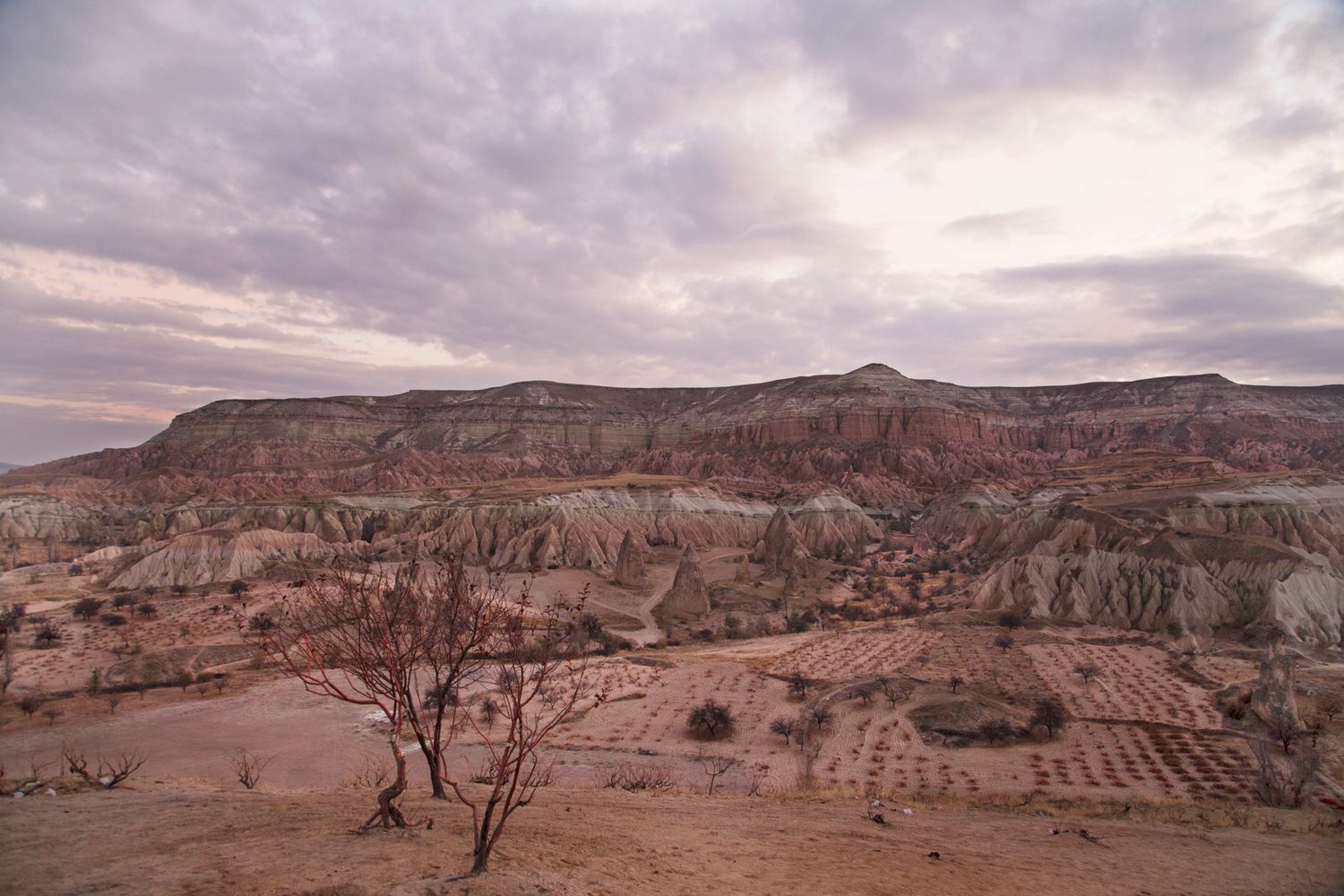 Desert landscape with eroded rock formations and sparse vegetation in Cappadocia.