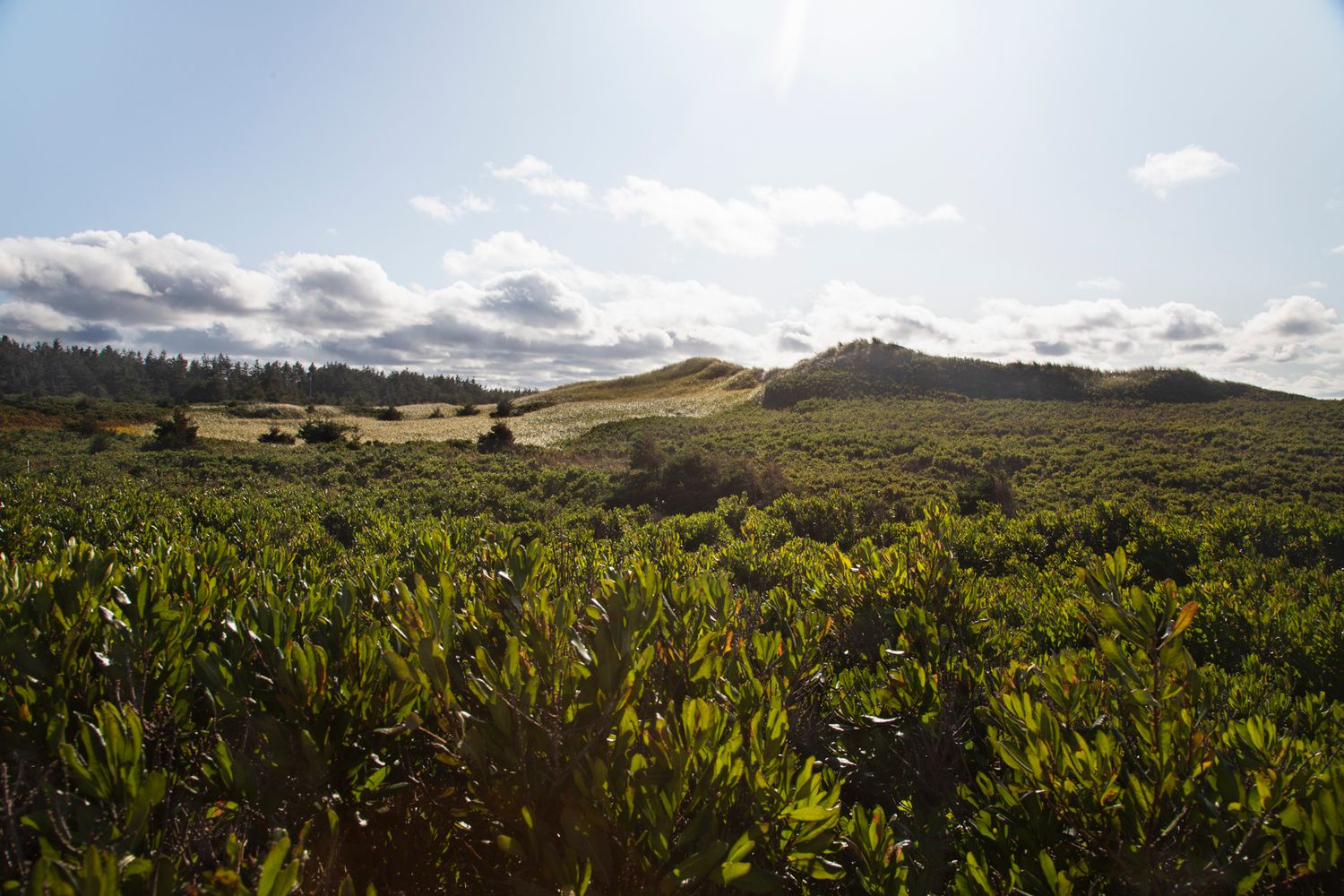 Rolling hills covered in lush green vegetation under a cloudy sky in a coastal landscape.