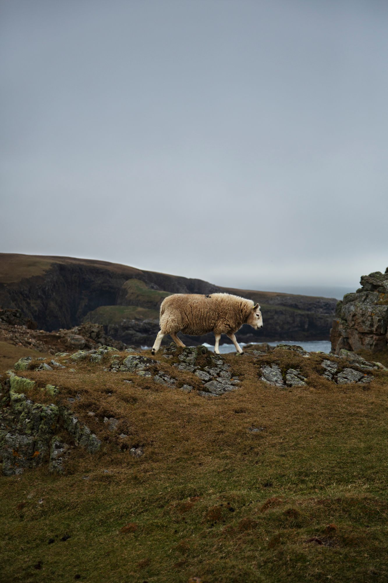 A lone sheep stands on a rocky hillside overlooking a misty lake in a rugged mountainous landscape.