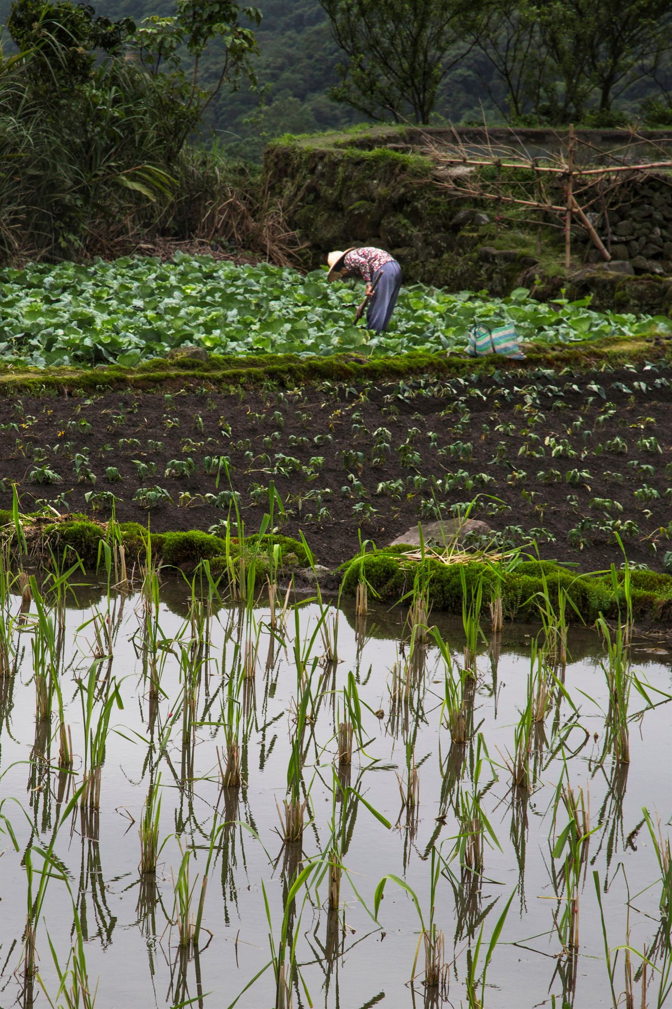 Terraced farm field with rice paddies and vegetable crops in rural mountainous area.