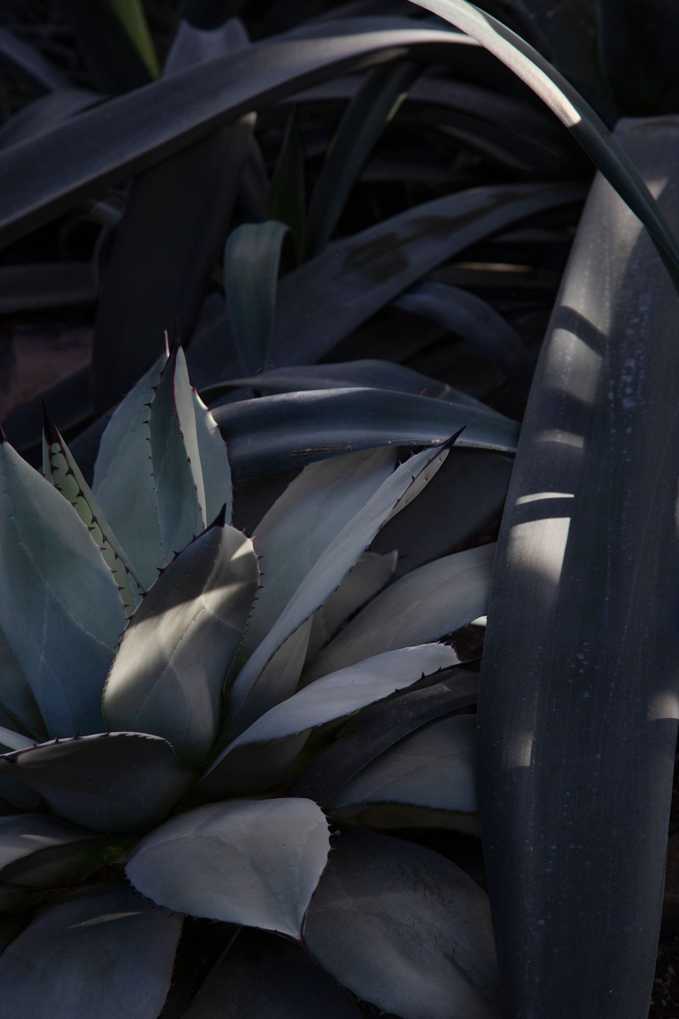 Close-up of a large silvery-blue agave plant with thick pointed leaves in dramatic lighting and shadows.
