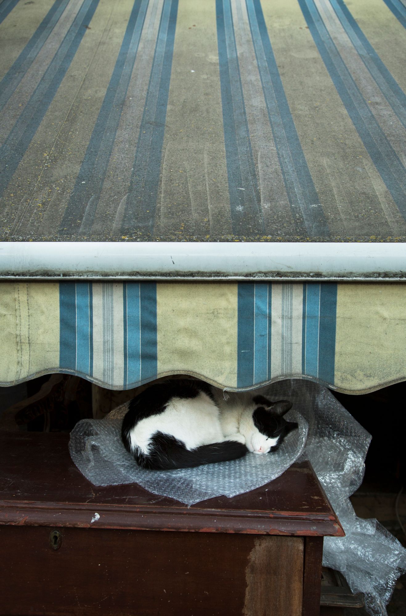 A cat rests on a bench under a striped awning with bubble wrap.