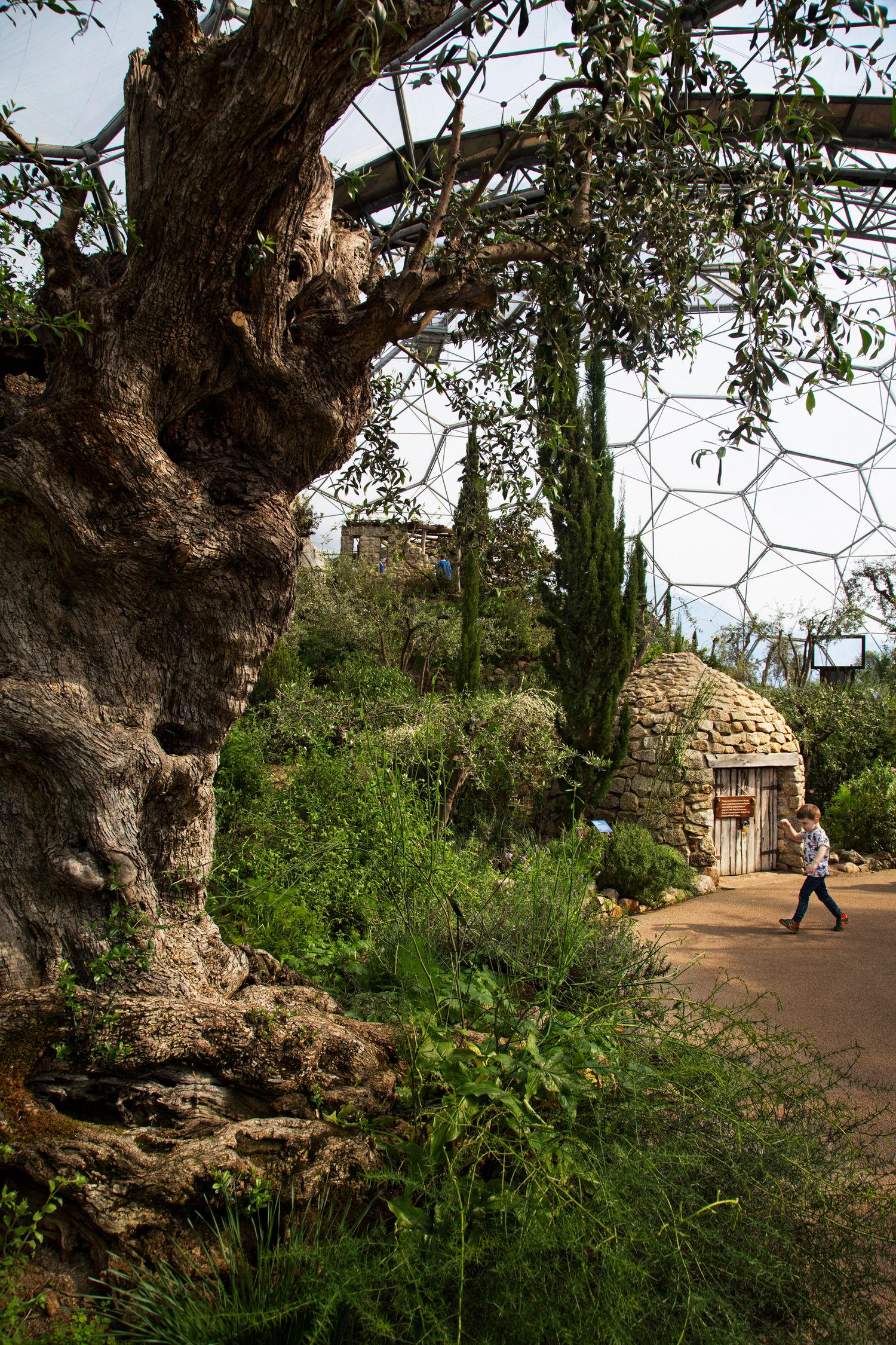 Ancient gnarled tree trunk beside a garden path with stone structures in the background.