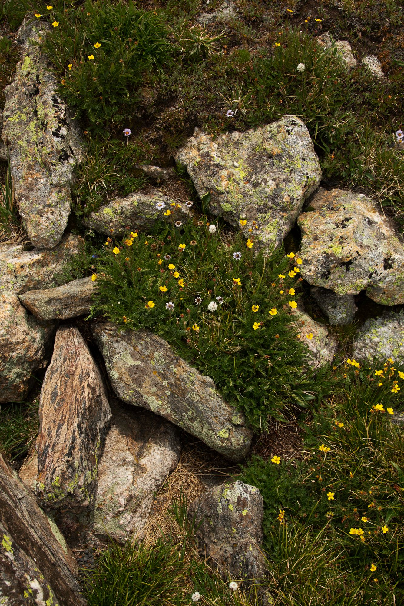 Yellow wildflowers growing between moss-covered rocks and boulders in a natural mountain landscape.