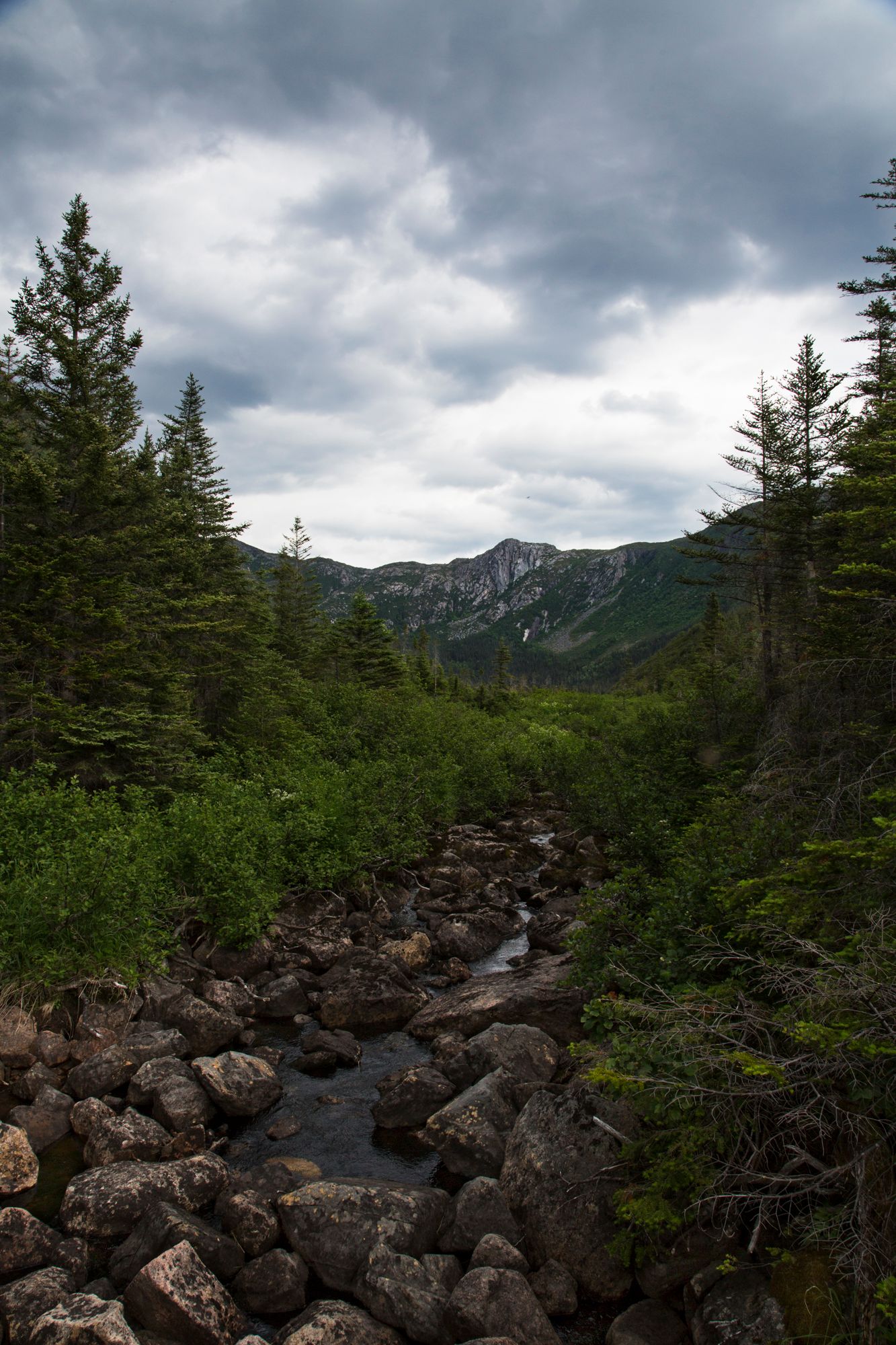 Rocky mountain stream bed surrounded by evergreen trees under stormy skies.