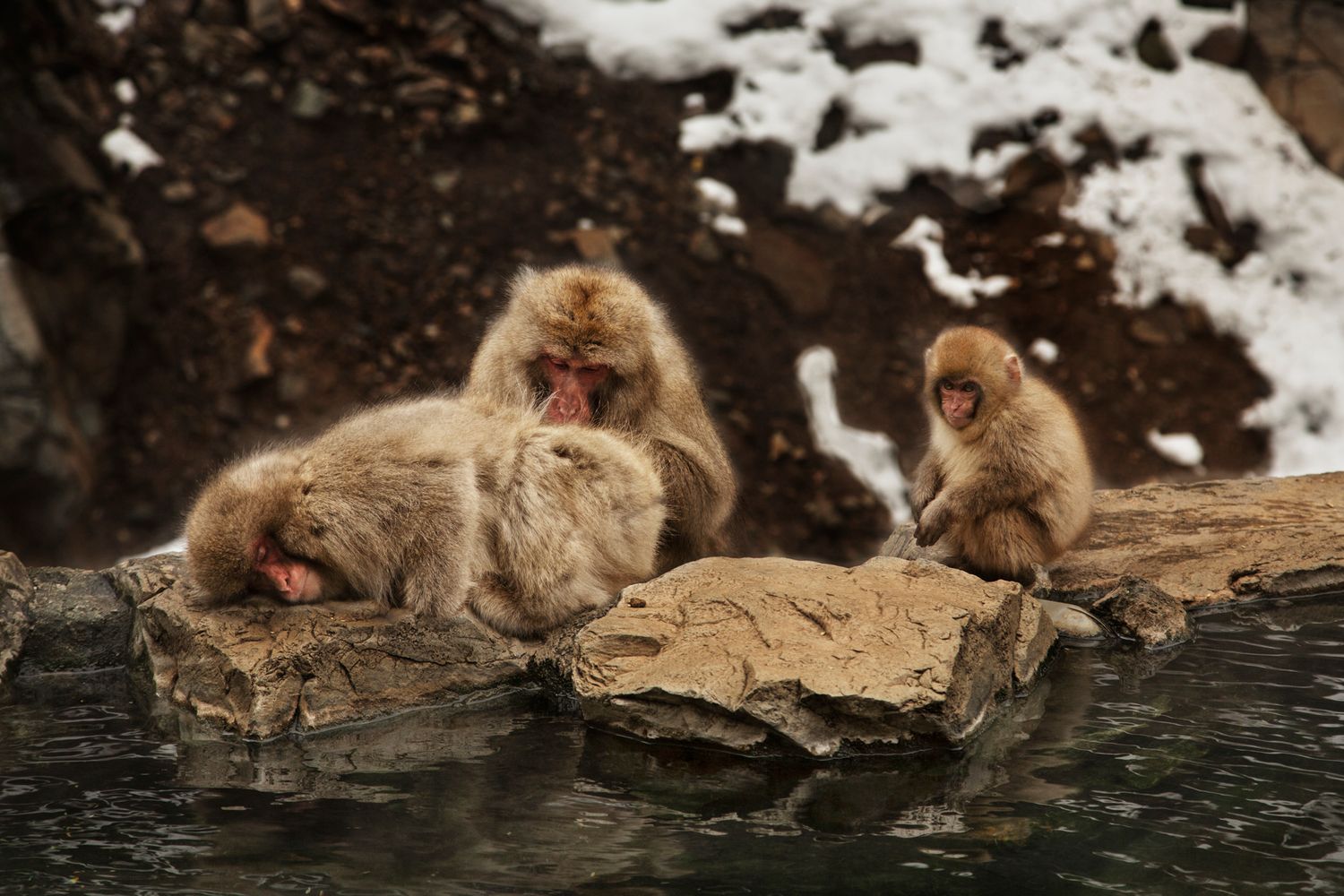 Snow monkeys relaxing in a steaming hot spring surrounded by snowy rocks.