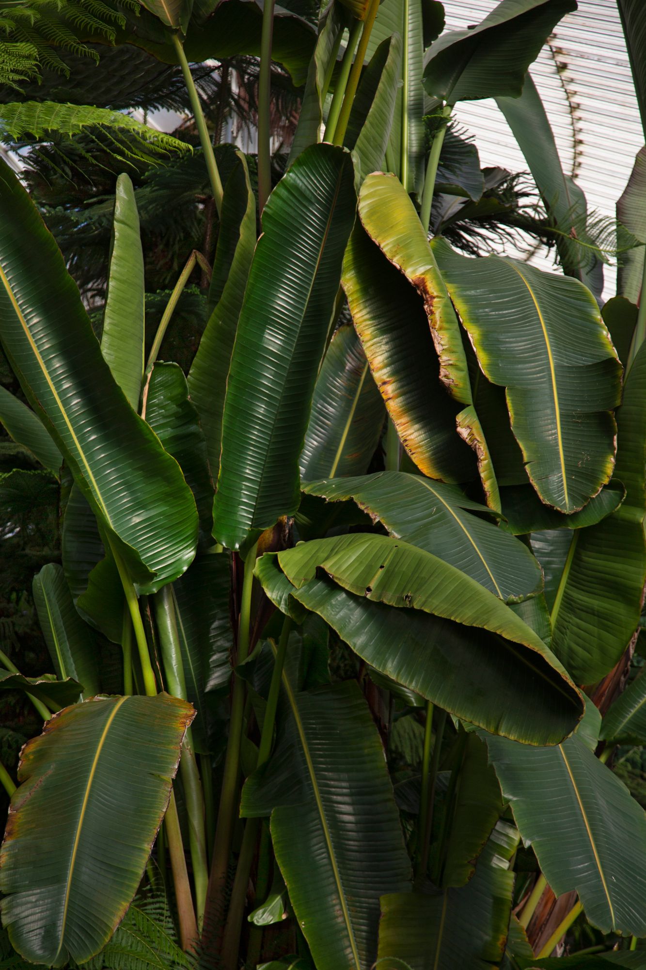 Large tropical banana plant leaves with dark green foliage growing against a white wall in a garden setting.
