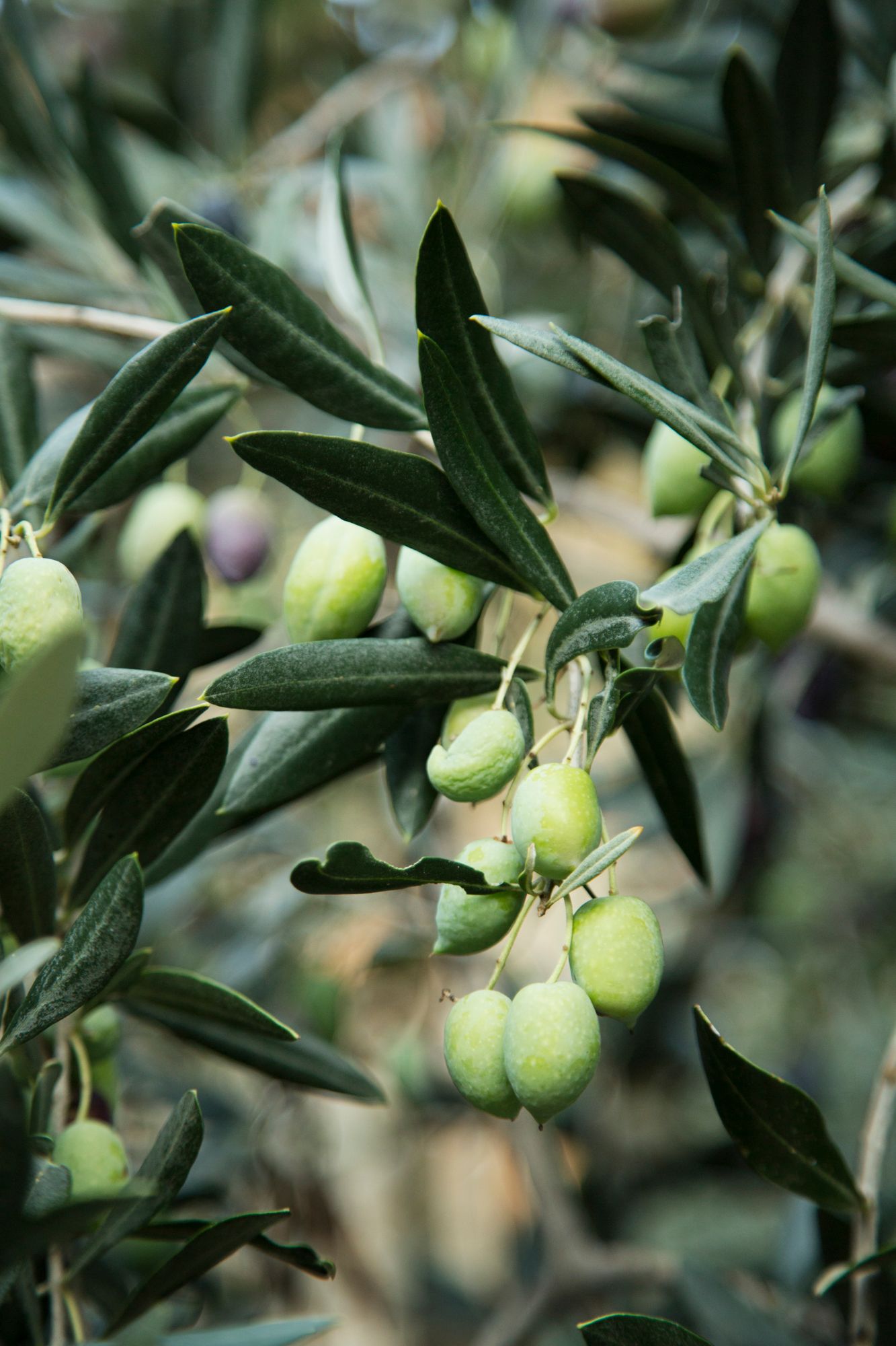 Close-up of green olives growing on branches with dark leaves.