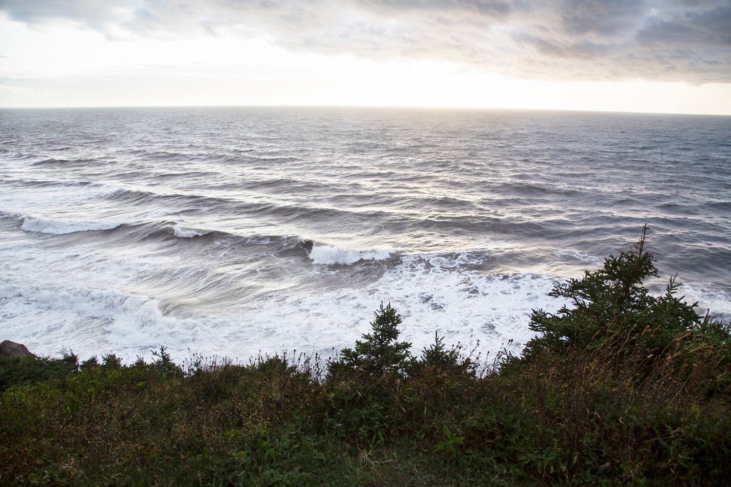 Stormy ocean waves crash against the shore with evergreen trees in the foreground.